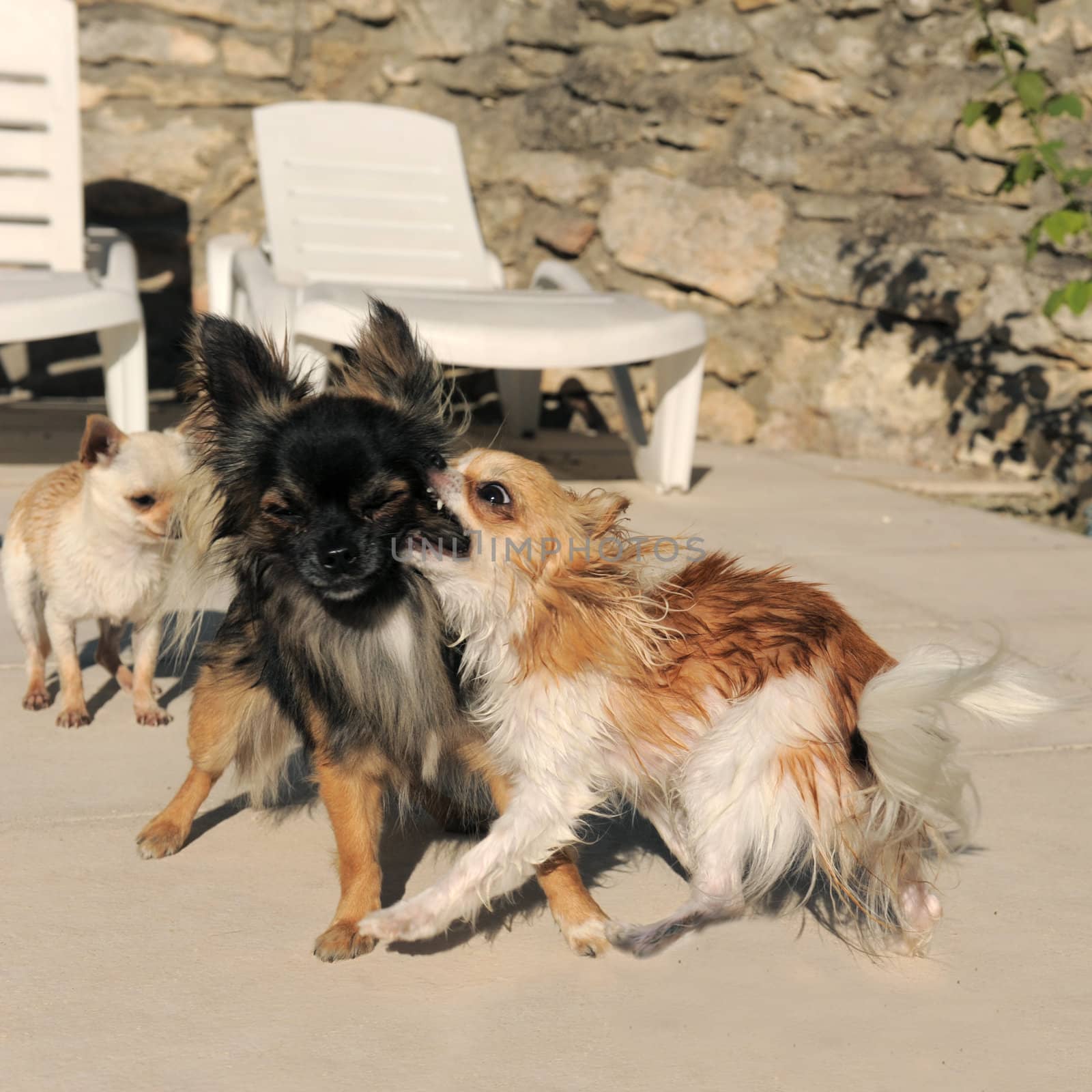 portrait of a cute purebred  three chihuahuas fighting