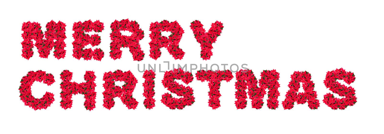 Merry Christmas Sign Made of Christmas Flower - Poinsettia (Euphorbia pulcherrima) - Isolated on White