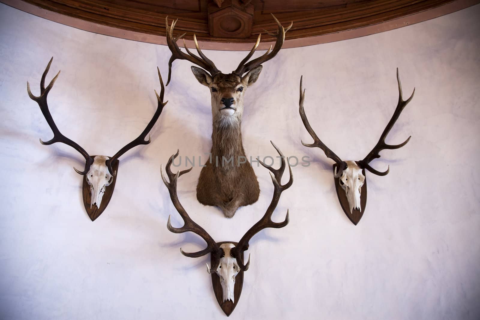 Deer skulls and stuffed stag head hung on a curved wall.