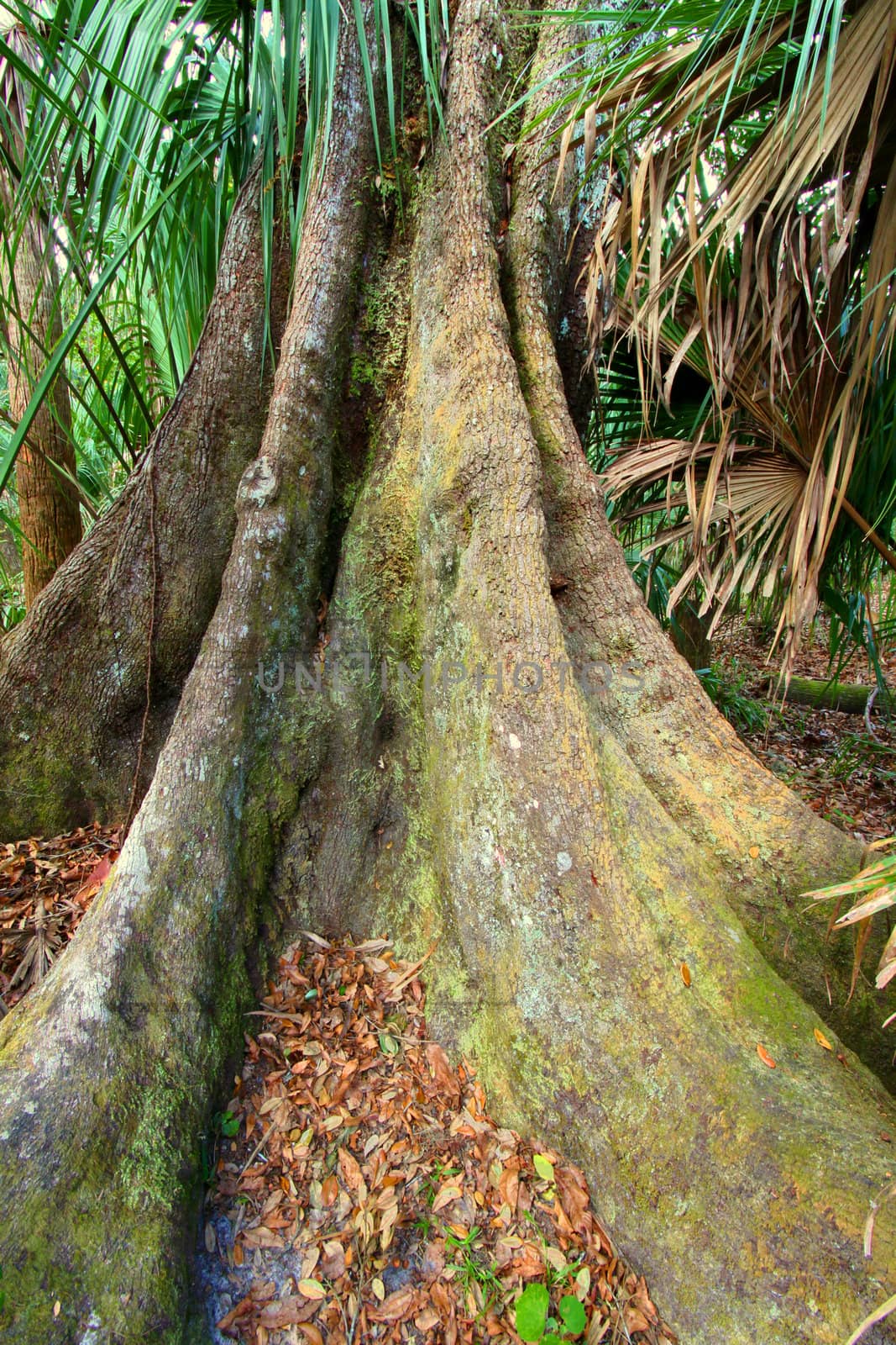 Roots of a live oak spread across the forest floor at Highlands Hammock State Park in Florida.