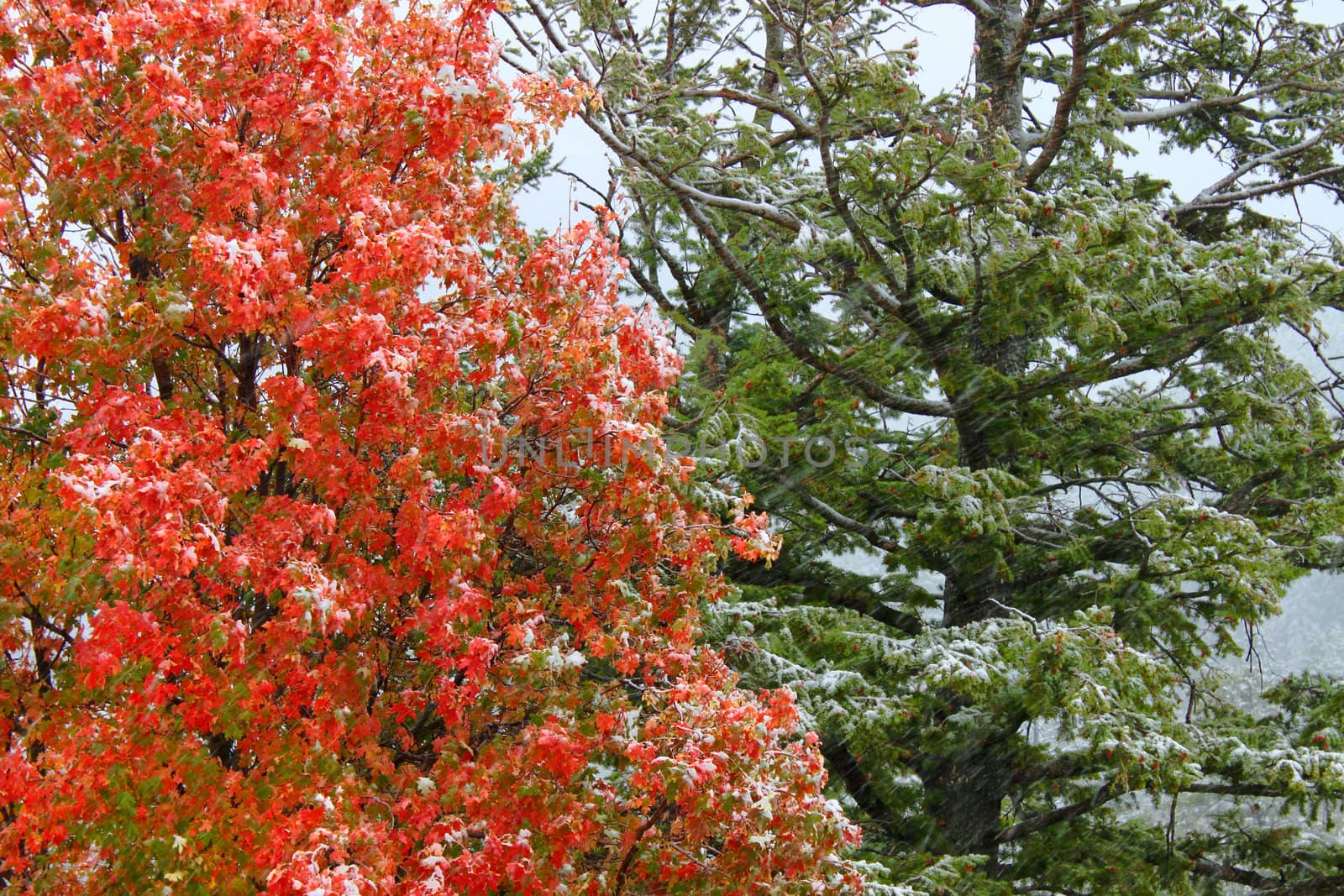 Early snowfall over autumn colors in the Targhee National Forest of Wyoming.