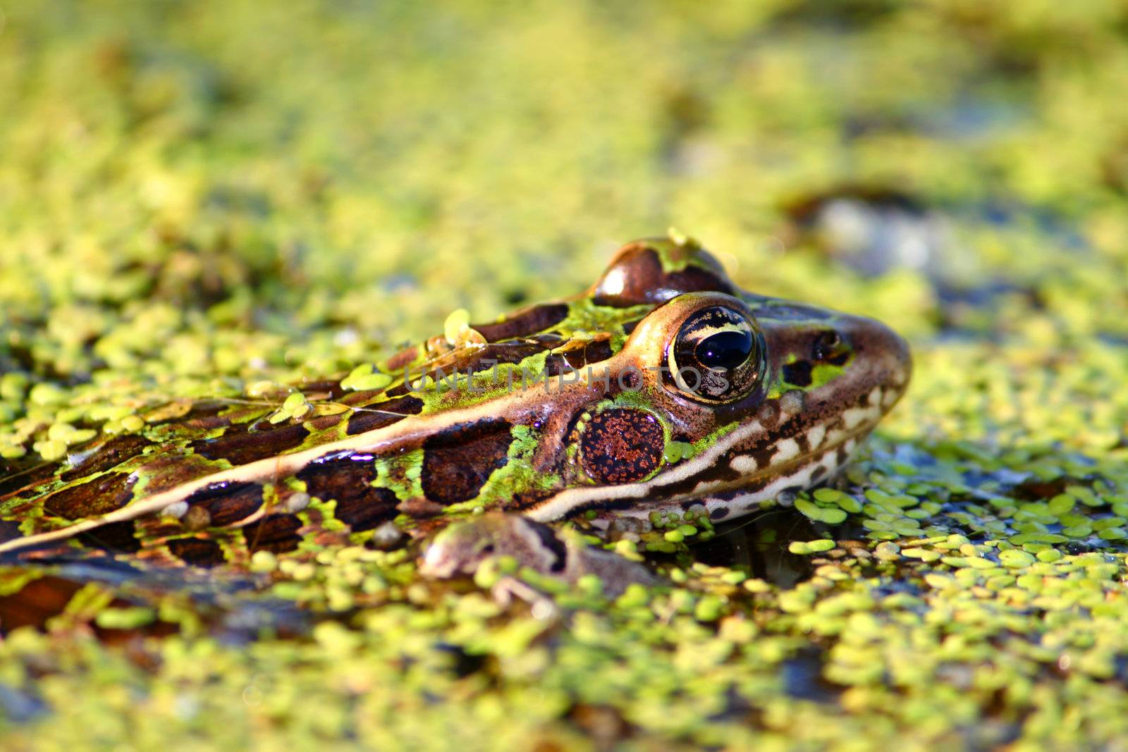 Northern Leopard Frog (Rana pipiens) peeks out of the water in northern Illinois.