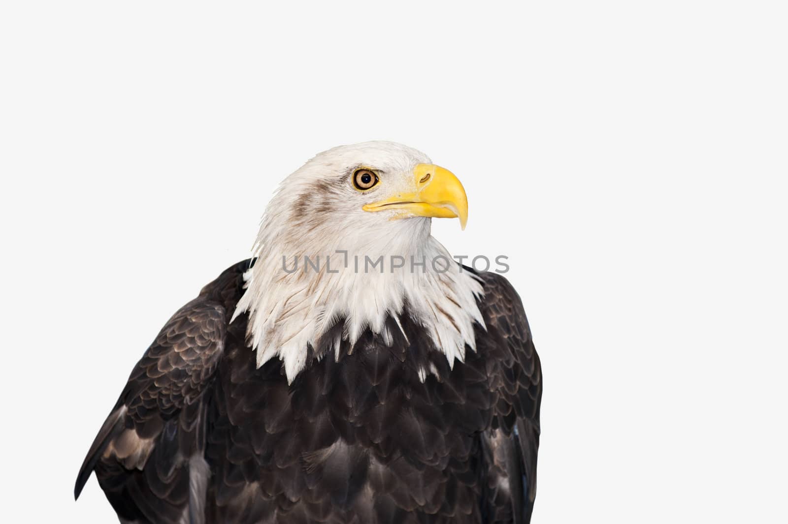 Bald Eagle by thyrymn