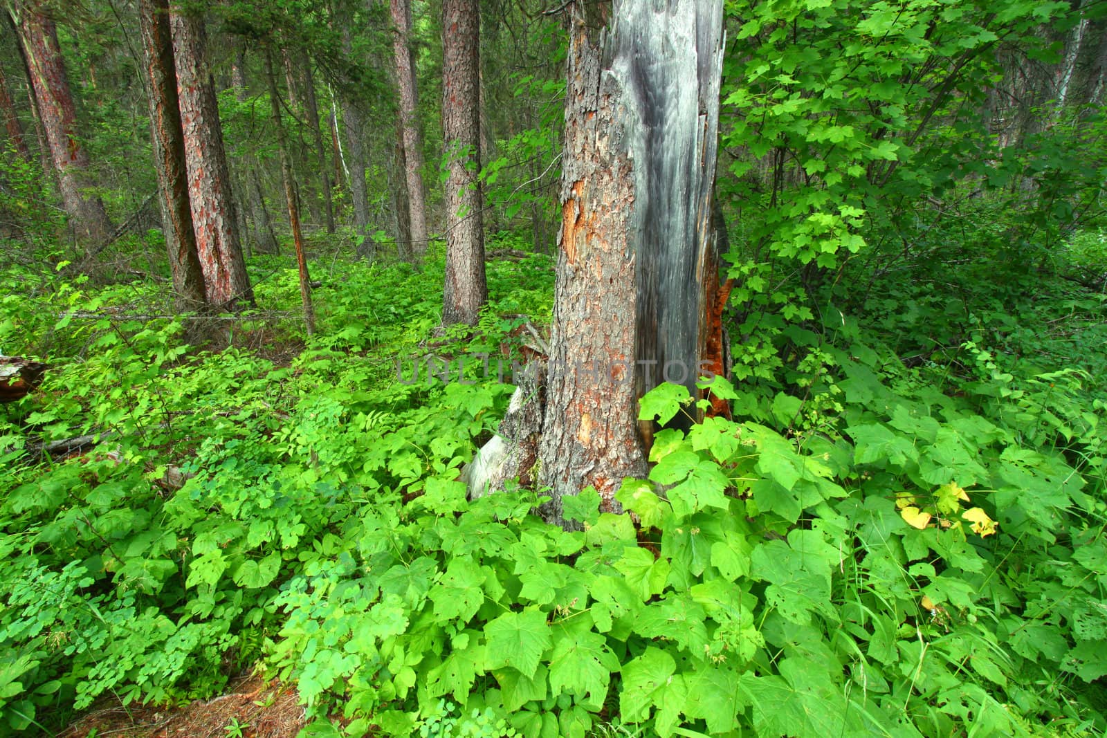 Lush green vegetation covers the forest floor at Glacier National Park in the United States.
