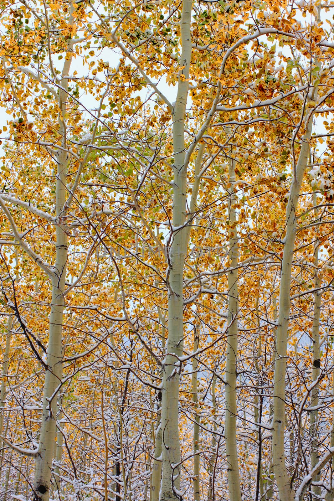 Bright yellow leaves covered with snowfall in the Bridger Teton National Forest of Wyoming.