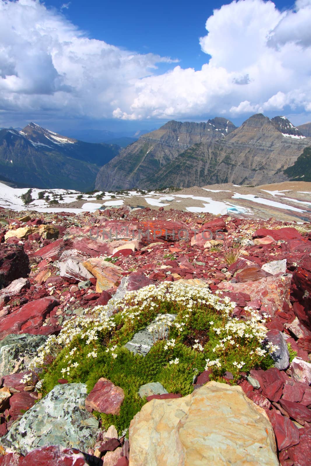 Vegetation grows out of a rocky substrate at Glacier National Park - USA.