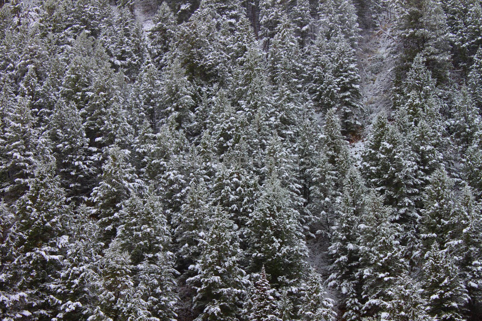 Background of snow covered pine trees in the Bridger Teton National Forest of Wyoming.
