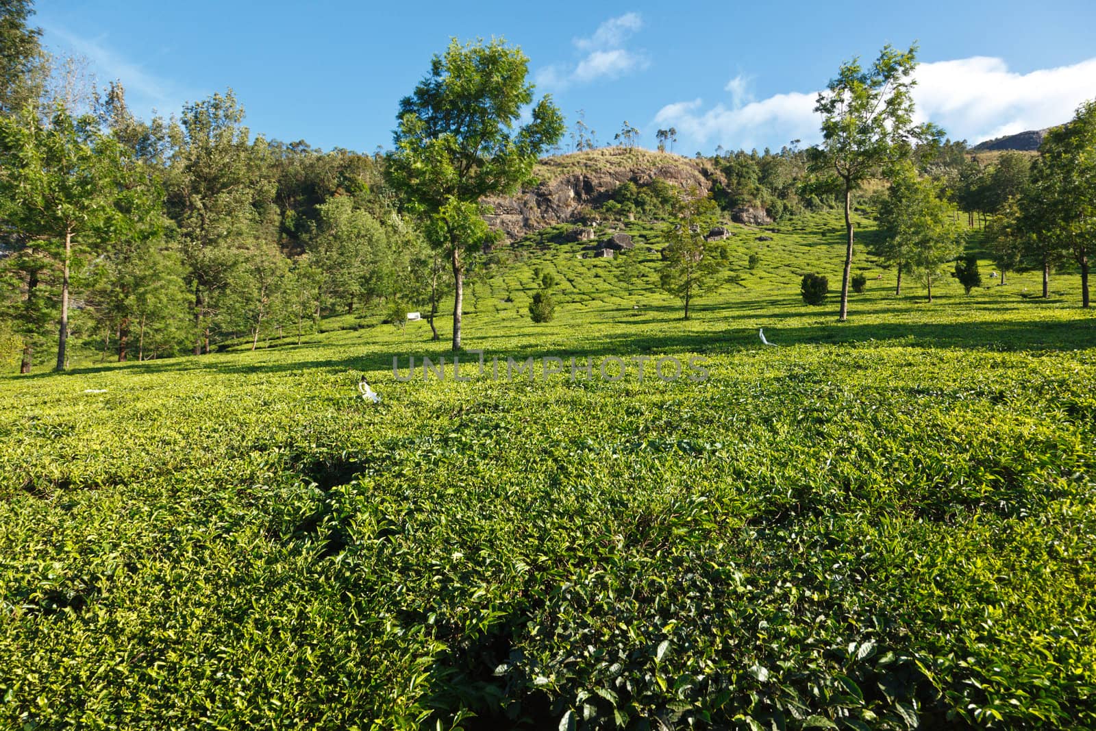 Tea plantations on surise. Munnar, Kerala, India