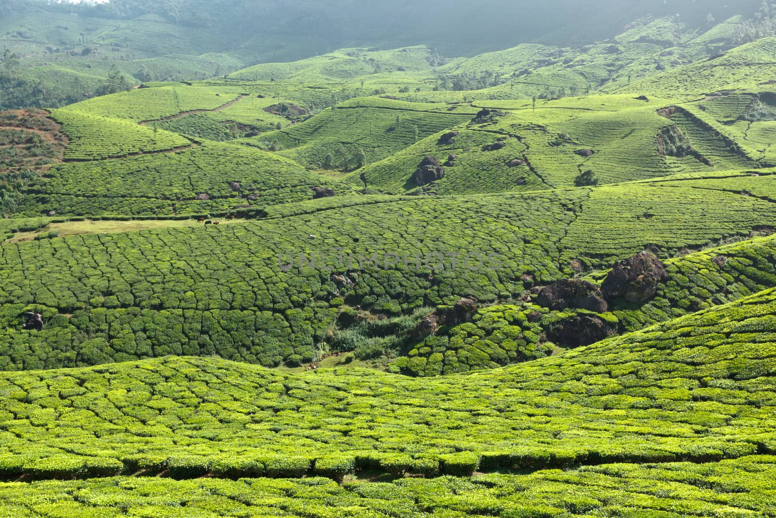 Tea plantations. Munnar, Kerala, India