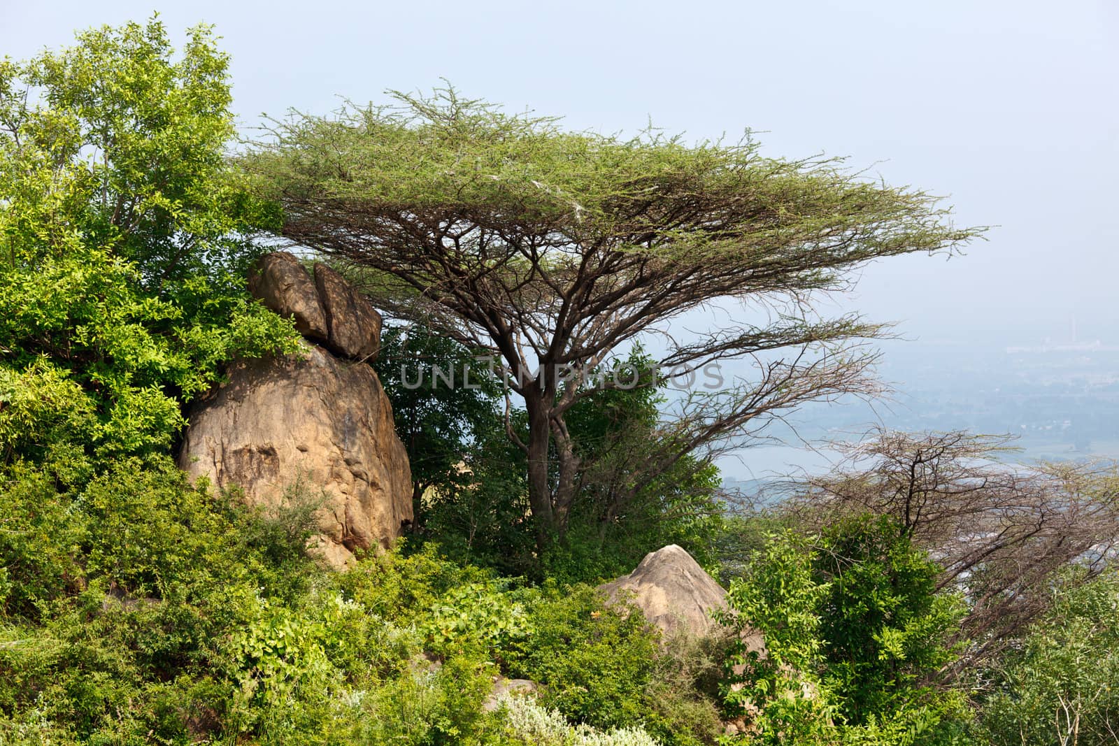 Tree in mountains by dimol