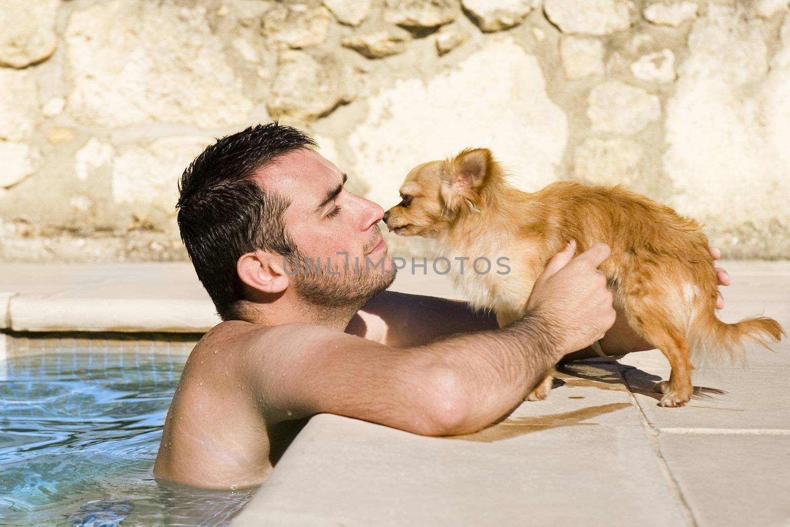 portrait of a cute purebred  chihuahua and young man in the swimming pool