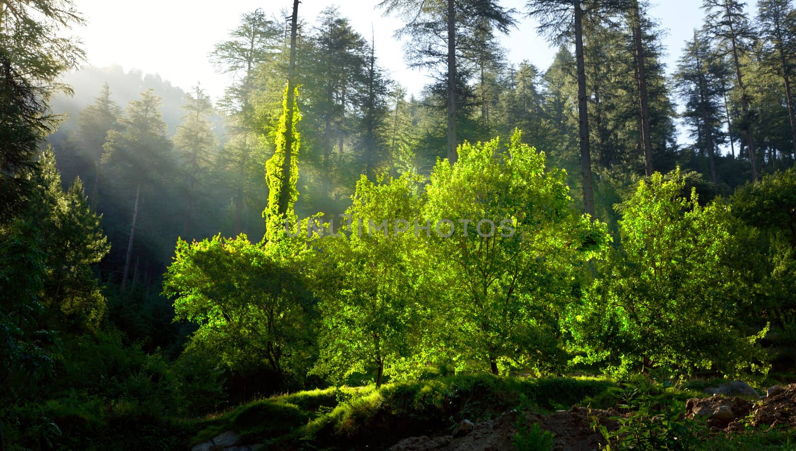 Morning forest with sunrays by dimol