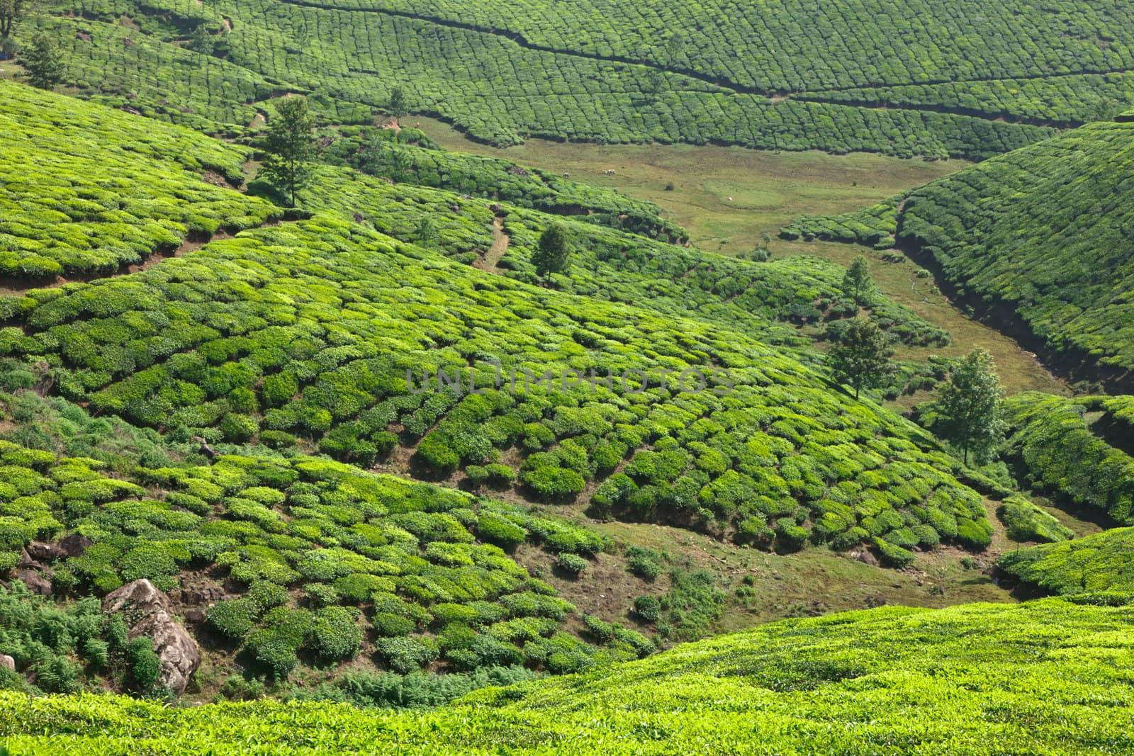 Tea plantations. Munnar, Kerala, India