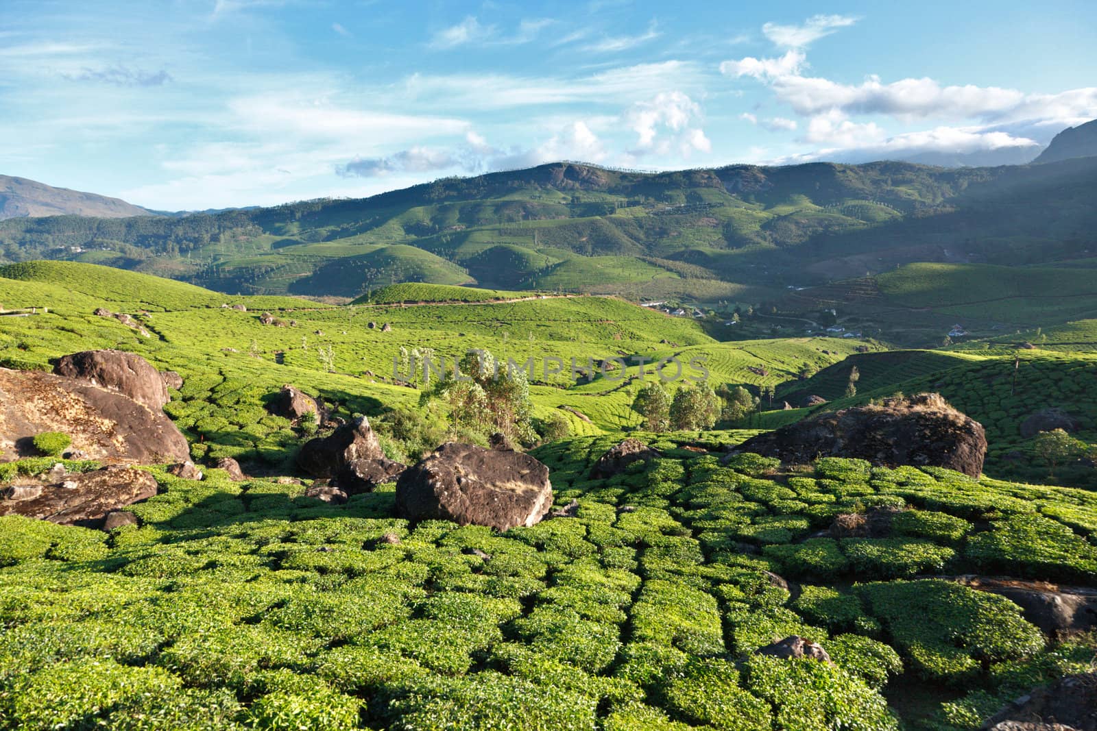 Tea plantations on surise. Munnar, Kerala, India