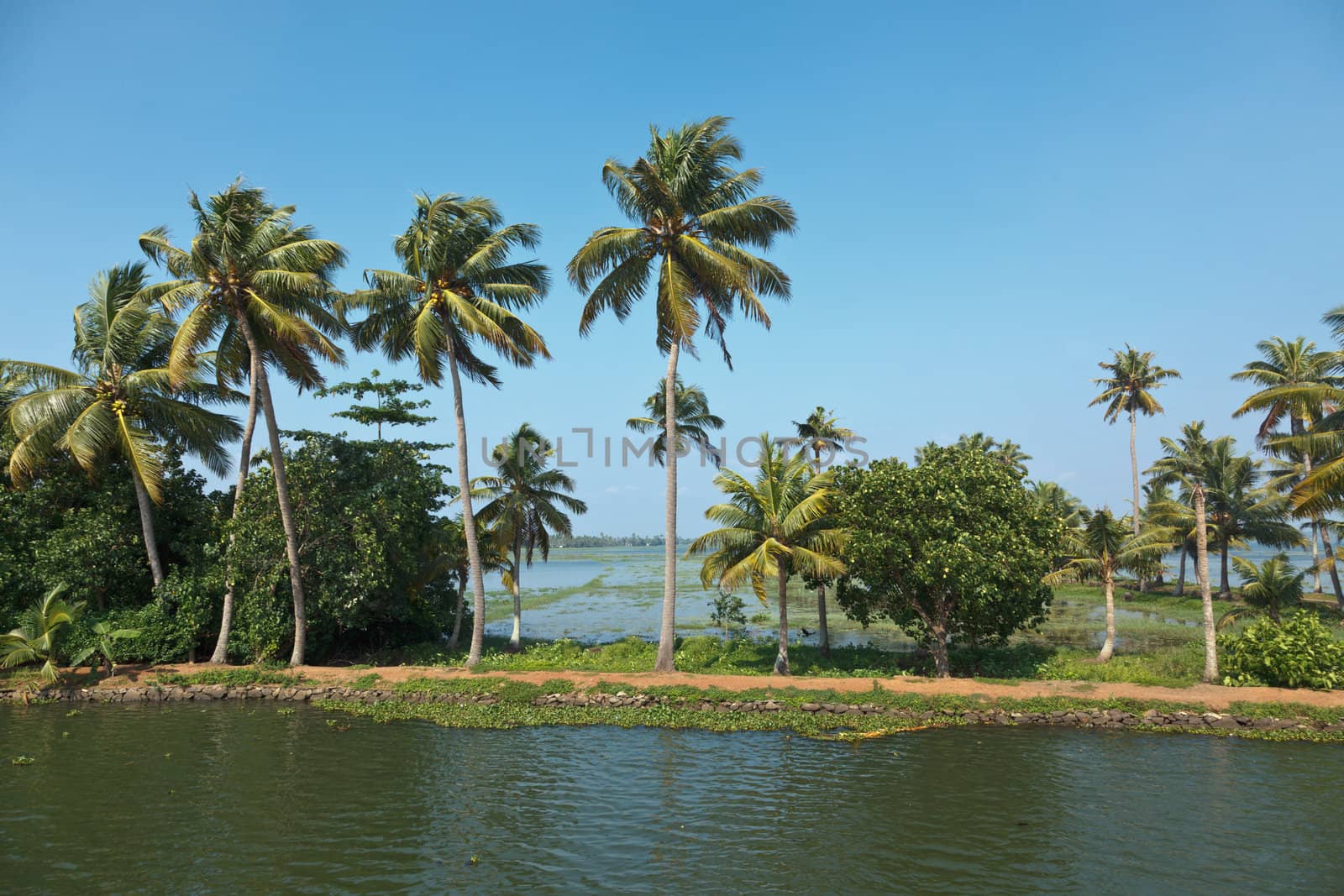 Palms at Kerala backwaters. Kerala, India. This is very typical image of backwaters.