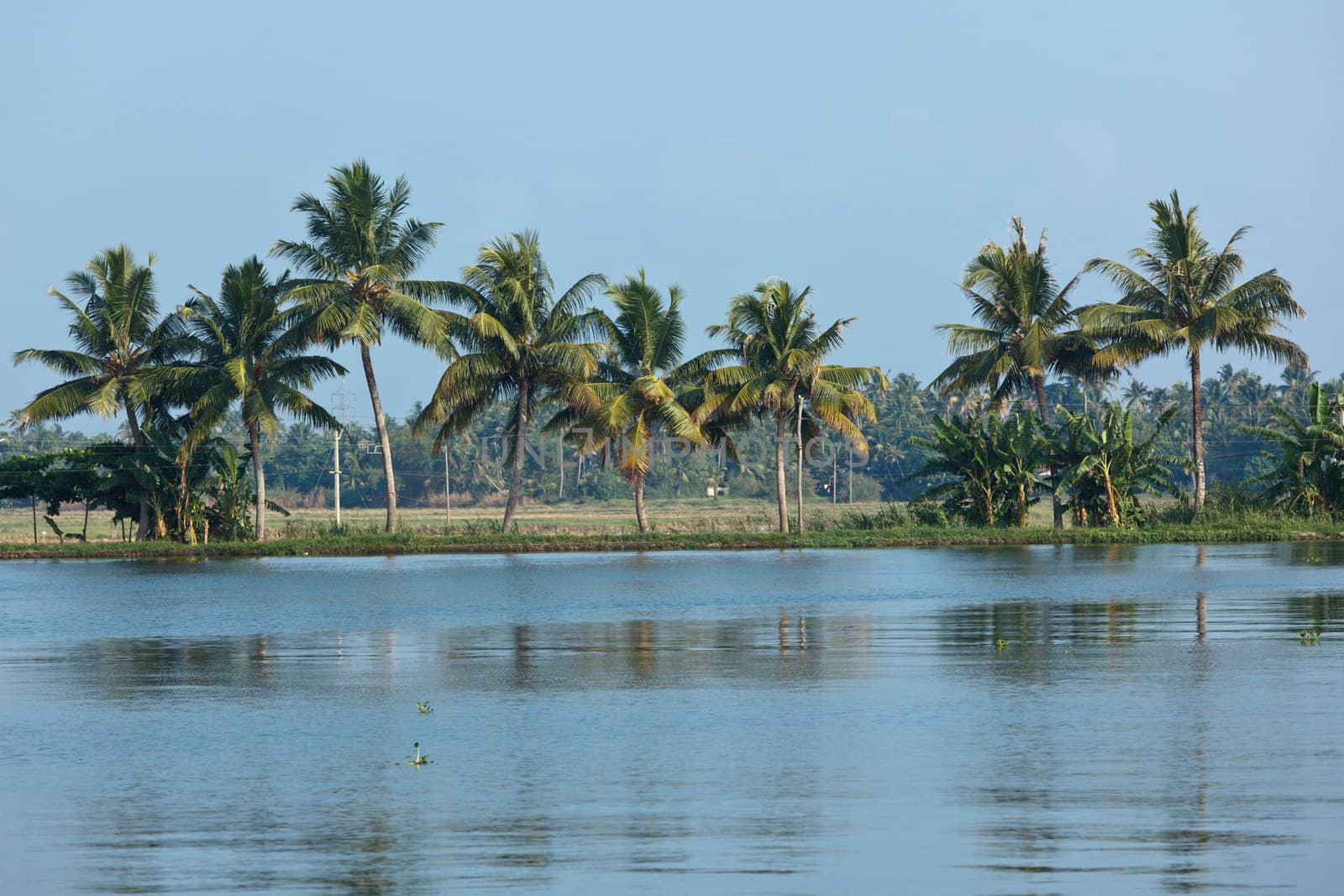 Palms at Kerala backwaters. Kerala, India. This is very typical image of backwaters.