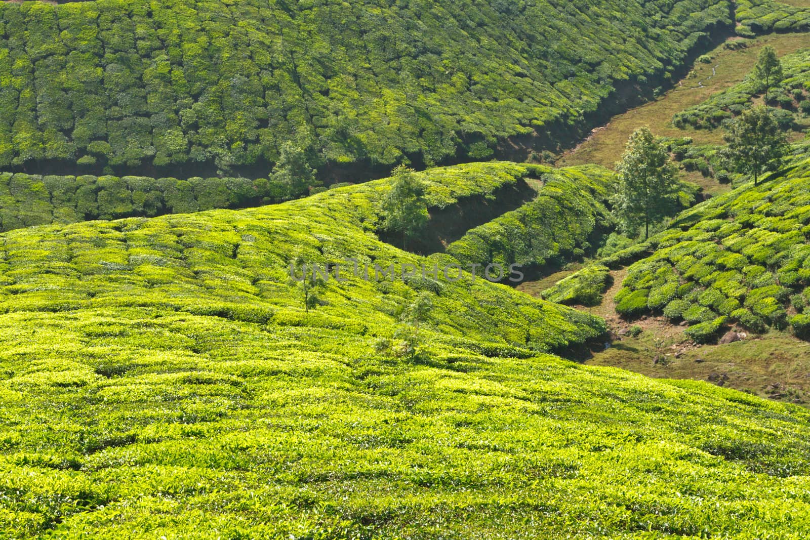 Tea plantations by dimol