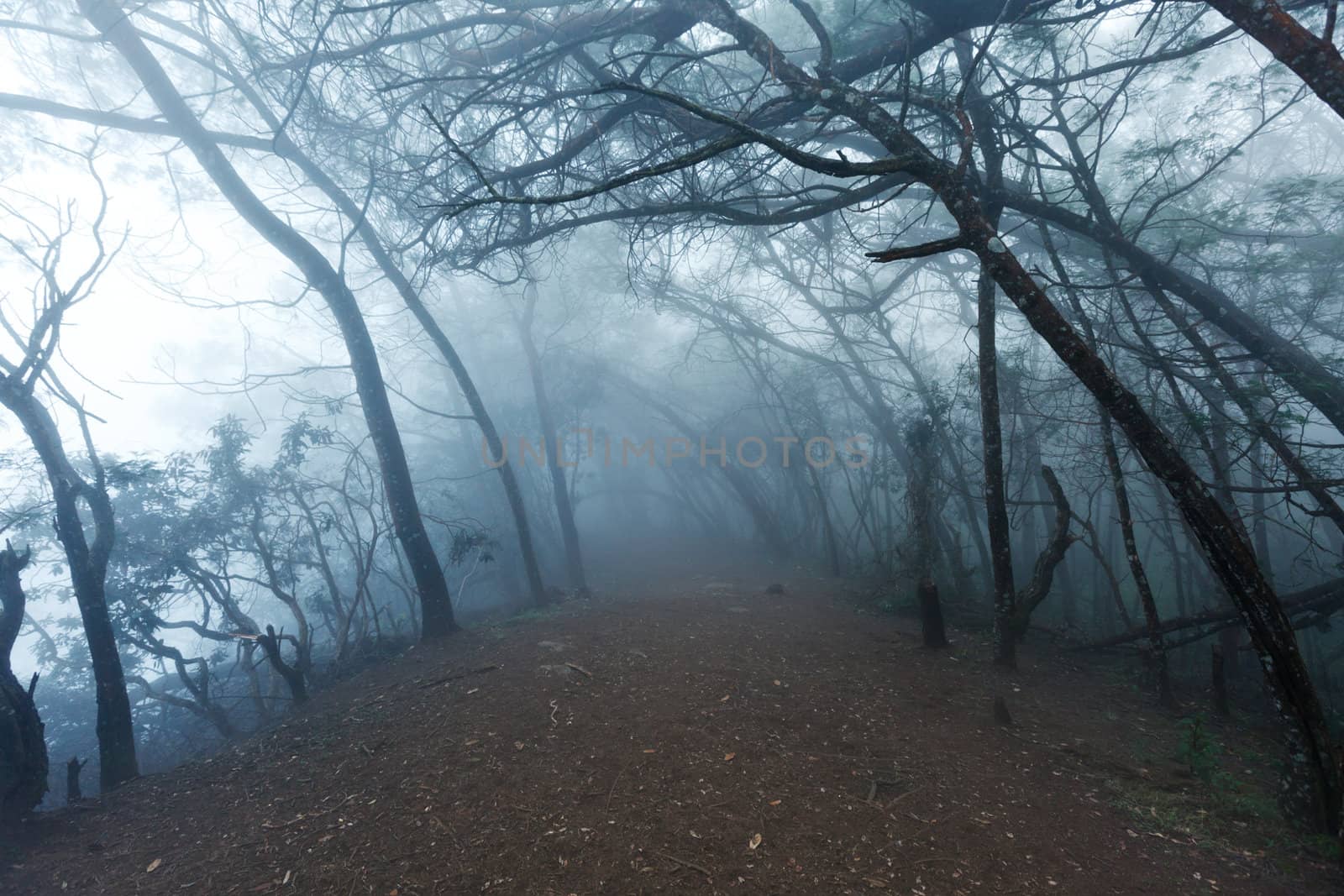 Misty scary forest in thick fog