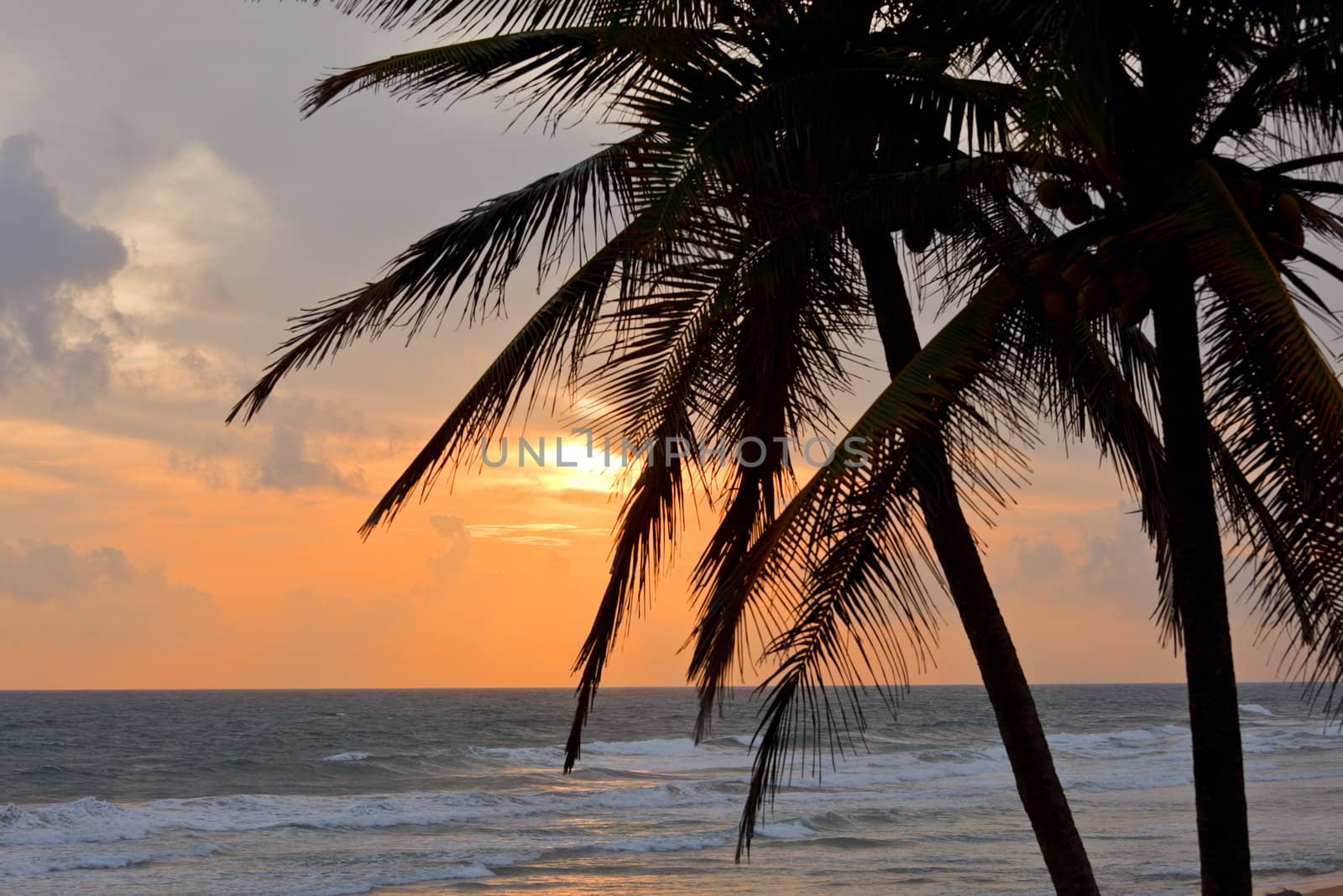 Tropical sunset scene with palms by dimol