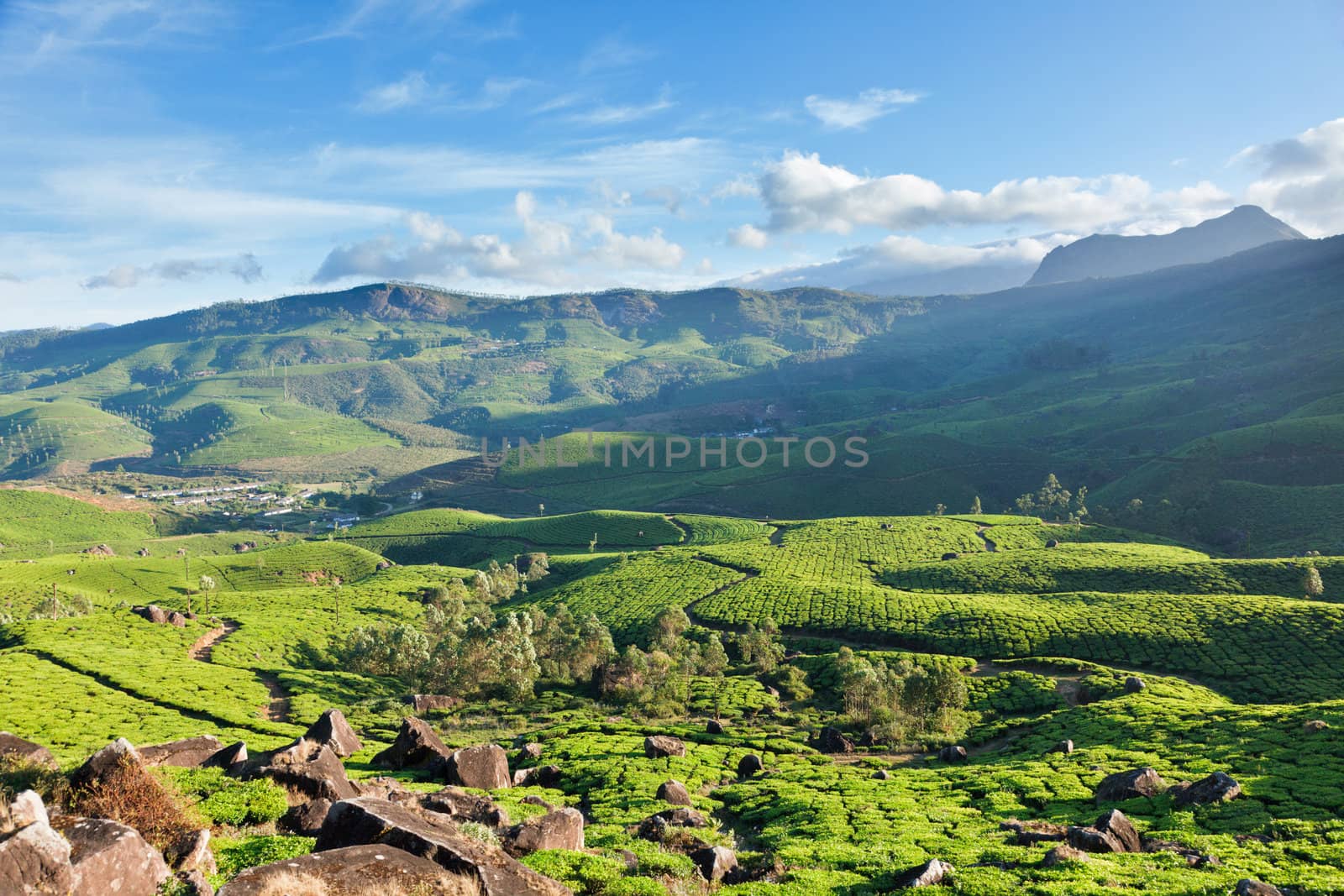 Tea plantations on surise. Munnar, Kerala, India