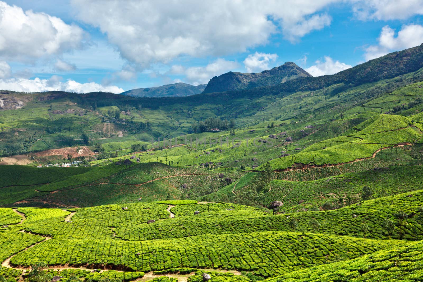 Tea plantations. Munnar, Kerala, India