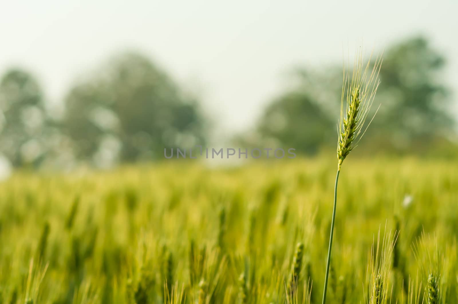 Green barley in farm with nature light  by moggara12
