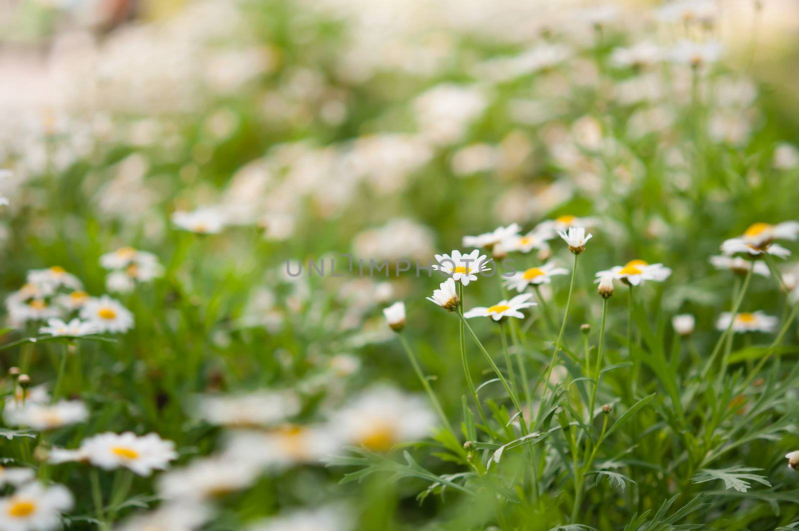 Daisies white flower unfocus with nature light in morning time