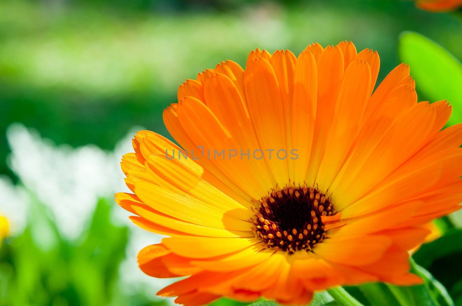 orange flower in garden with nature light