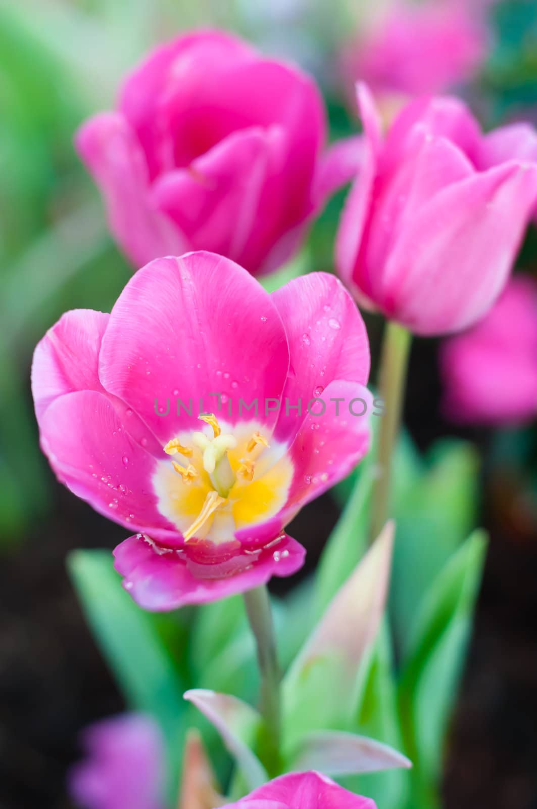 Pink tulip in garden with drop of water by moggara12