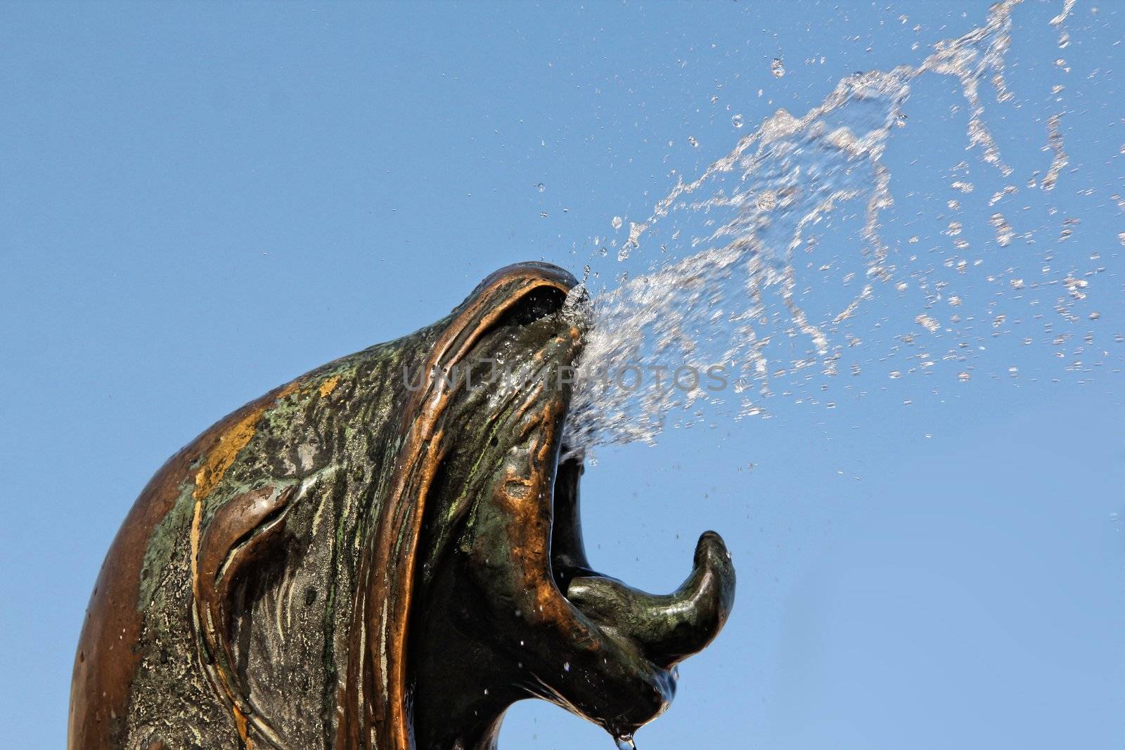 Closeup of a seal head fountain, water coming by Arvebettum