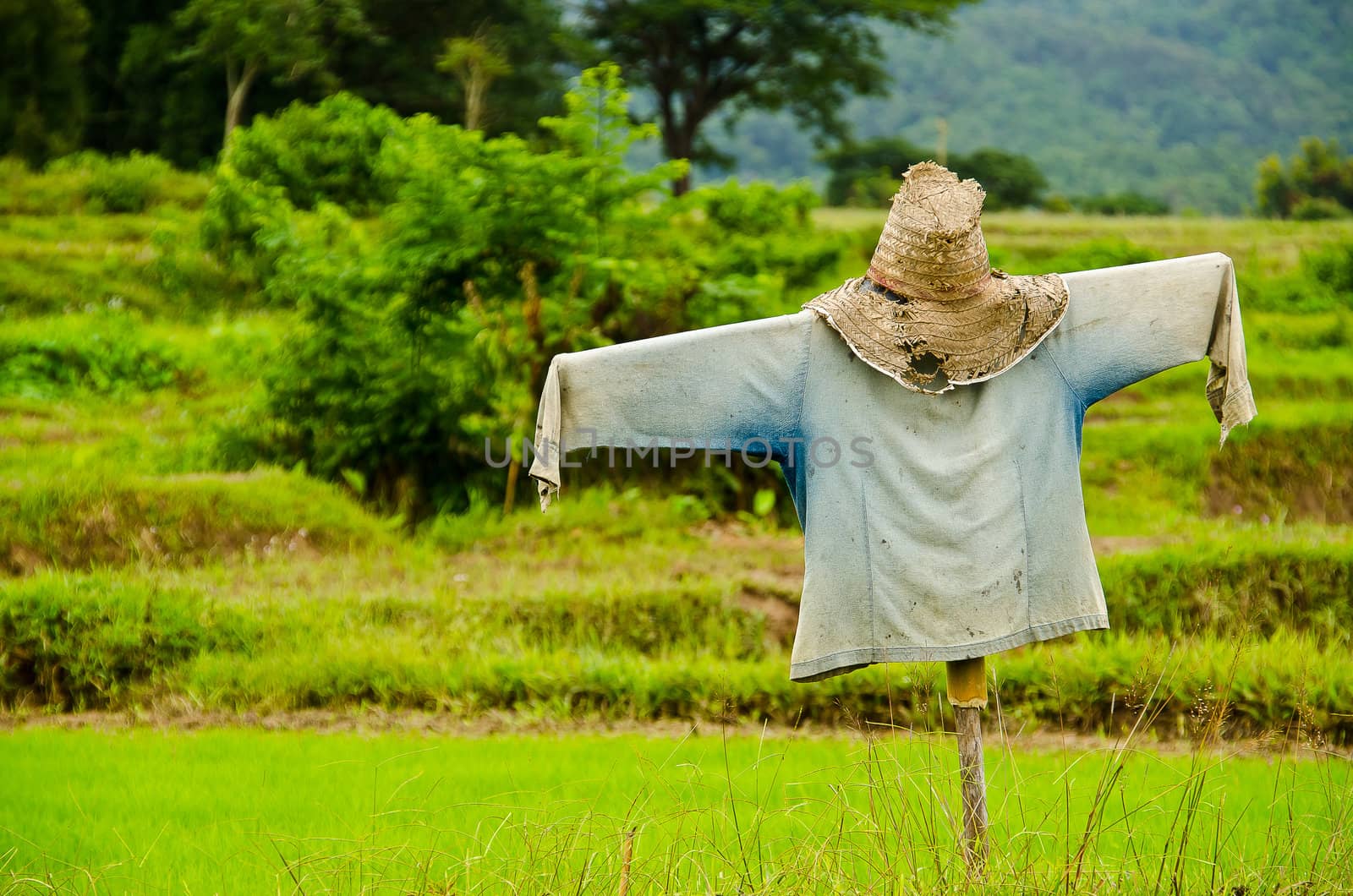 Thai Scarecrow in rice green field by moggara12