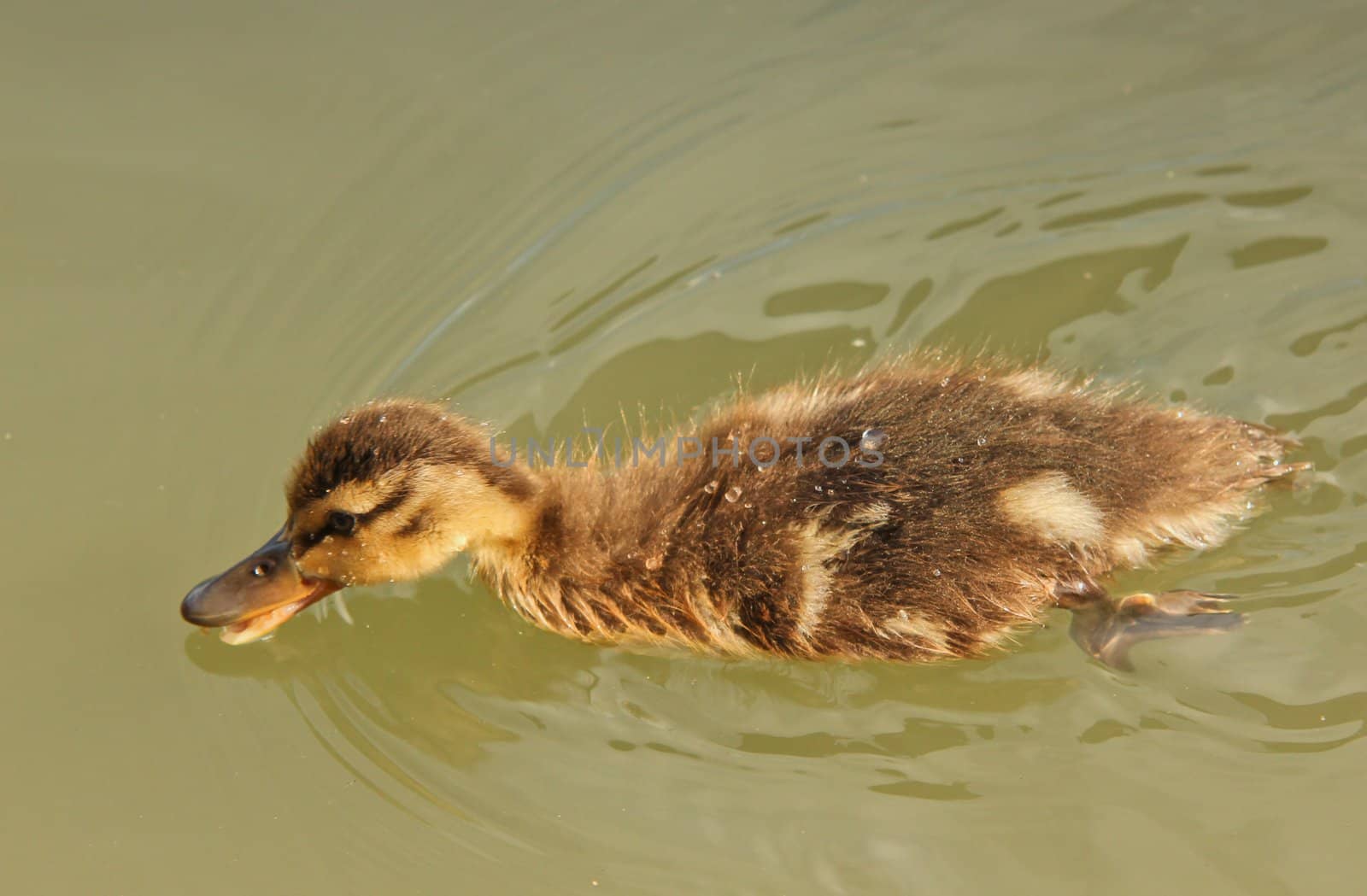 Little  mallard duck duckling, swimming around in green water