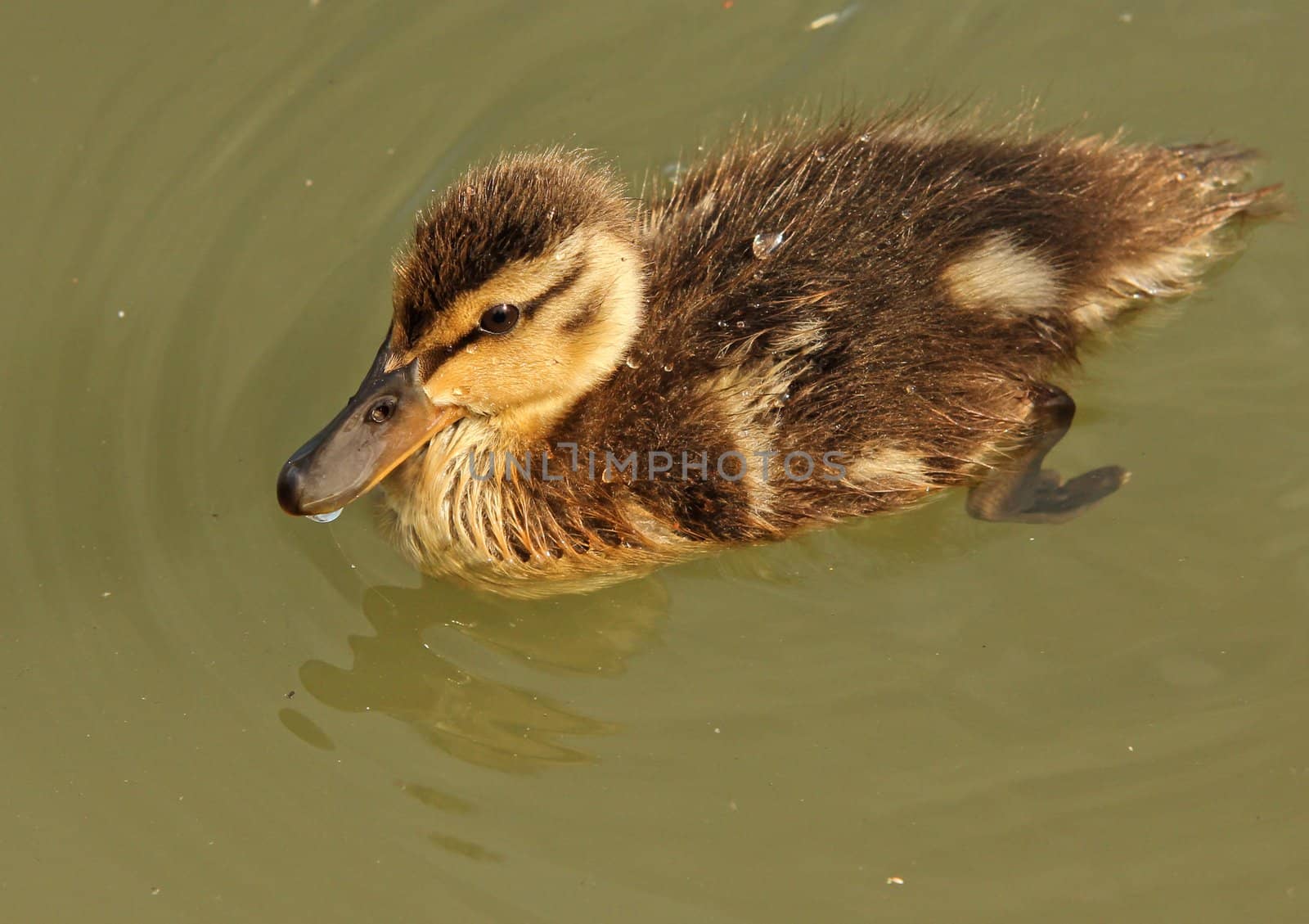 Little  mallard duck duckling, swimming around in green water by Arvebettum