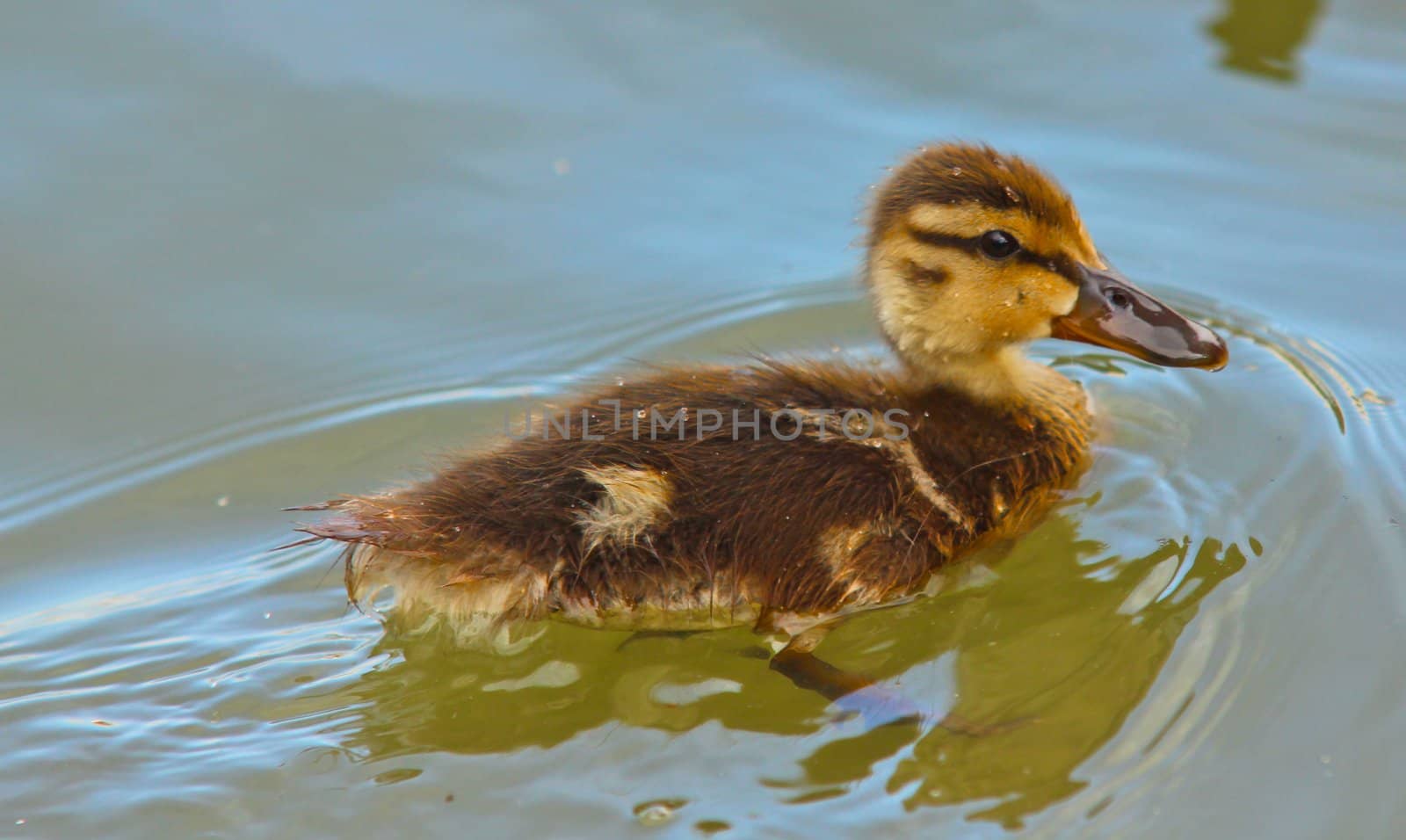 Little  mallard duck duckling, swimming around in green water by Arvebettum