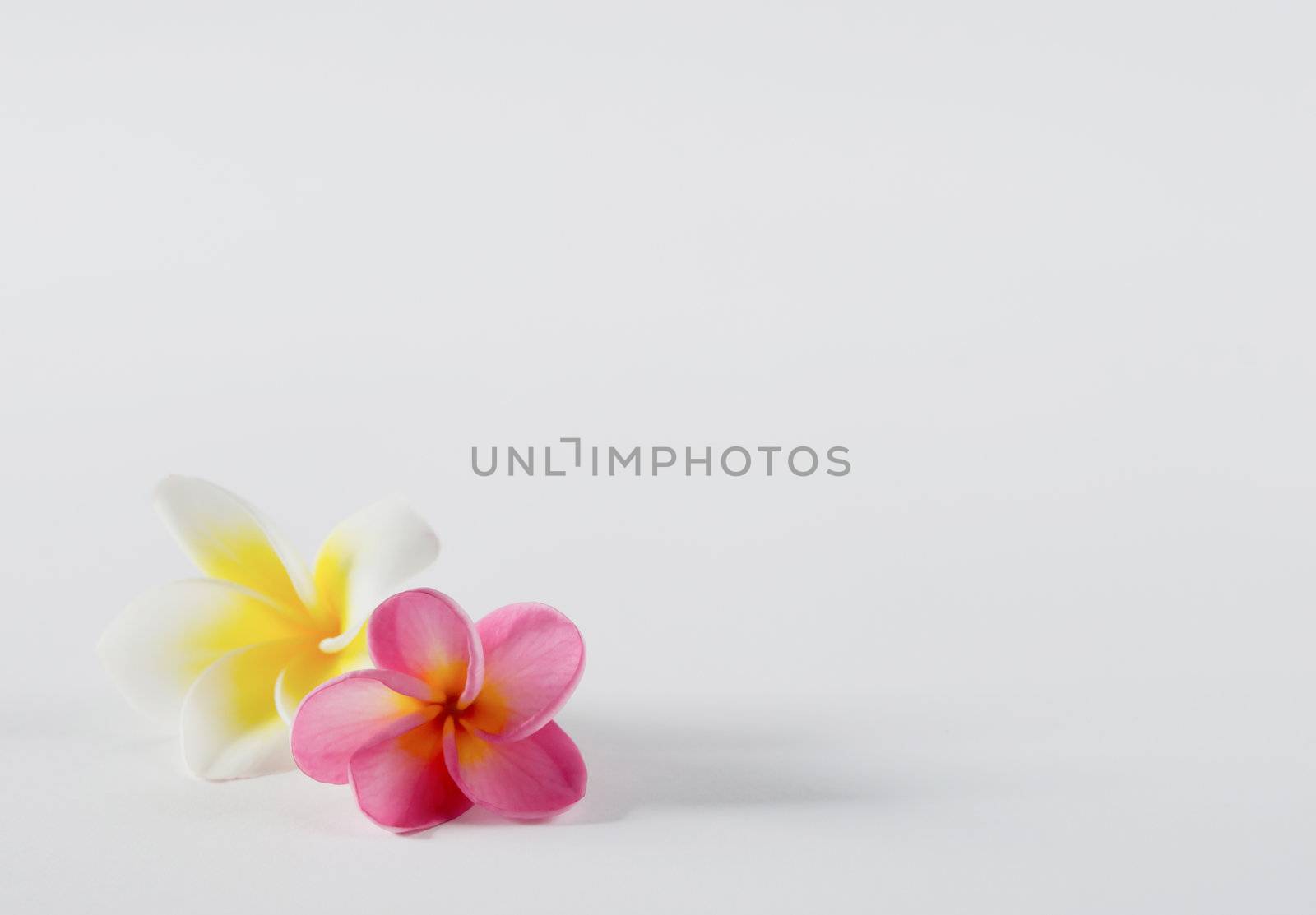 Frangipani flowers  , Plumeria flower on white background