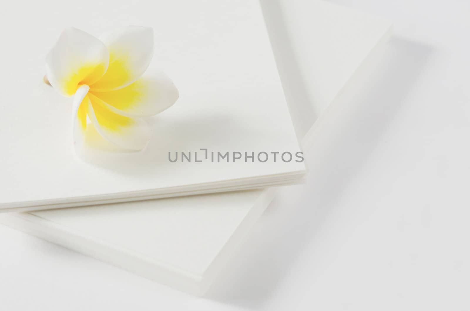 fresh plumeria flower  over  white card , relax time
