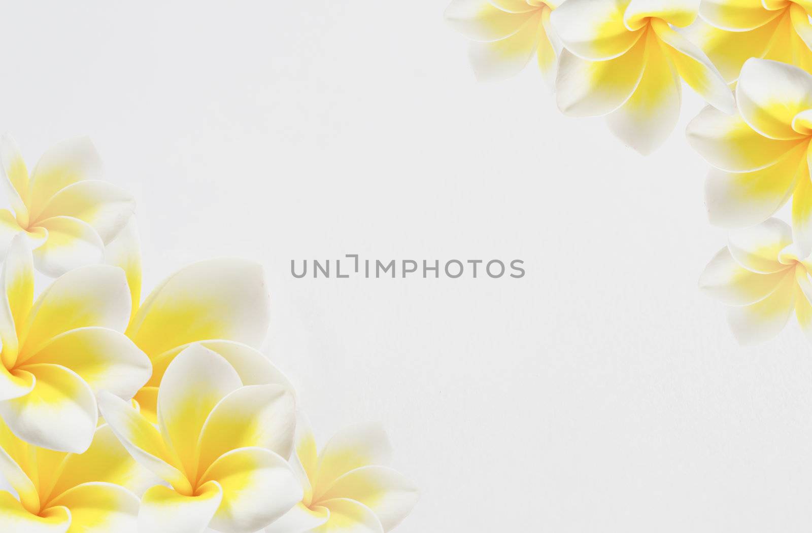 Frangipani Spa Flowers border , Plumeria flower on white background