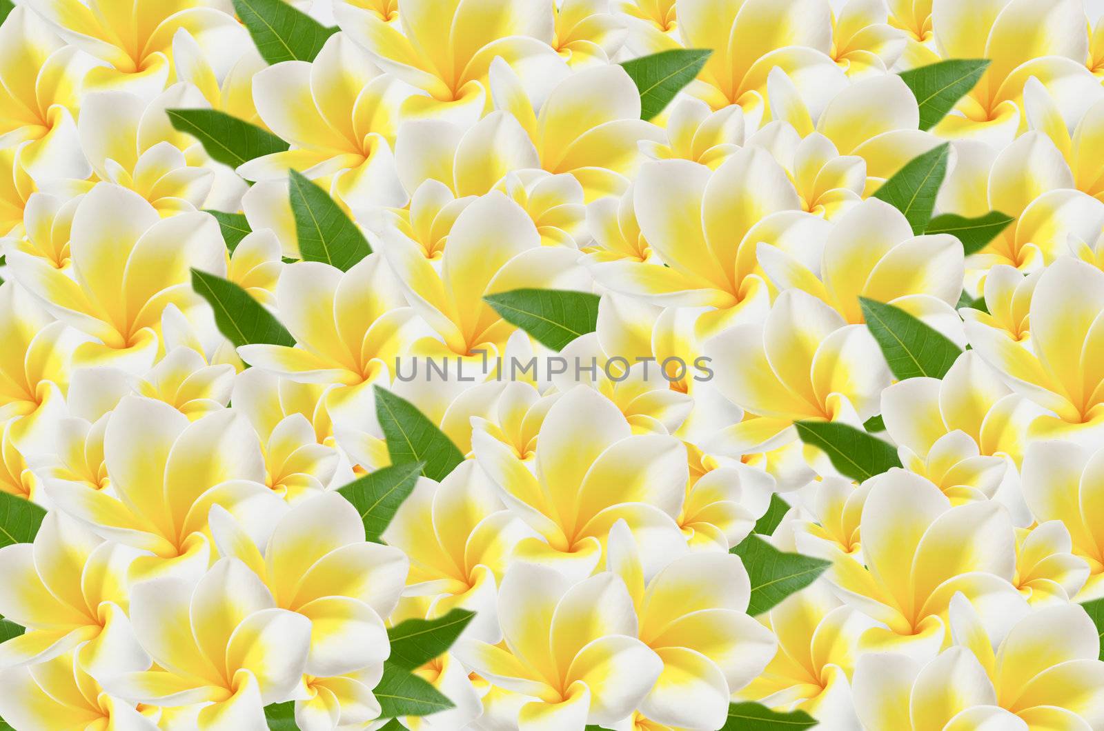 full of beautiful plumeria flower and leaves  ,  frangipani flower background