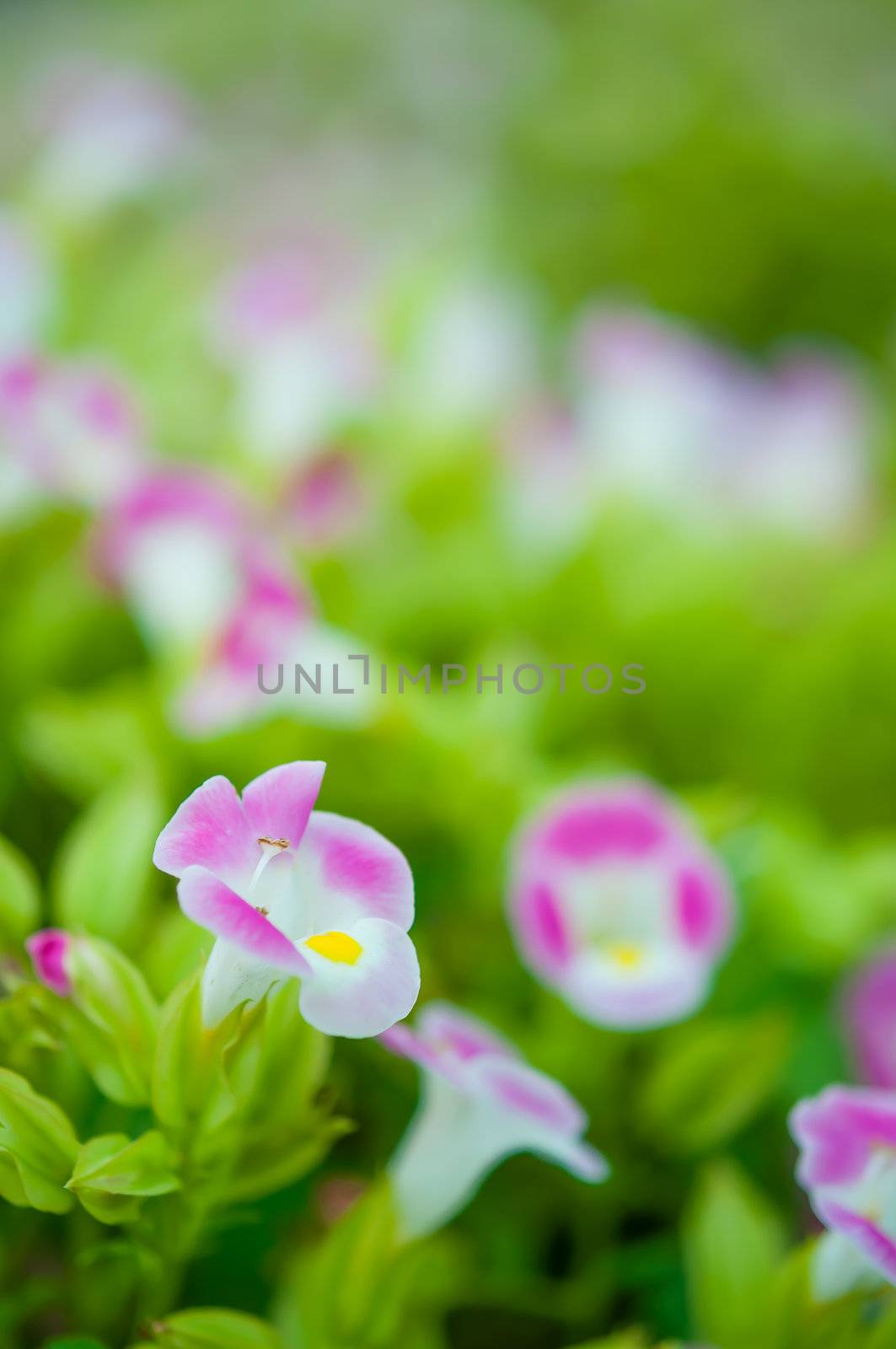 Beautiful blue flowers in the field with nature light