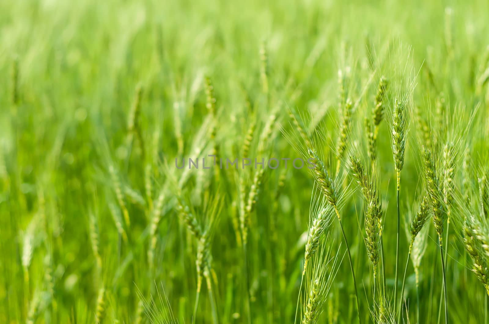 Green barley in farm with nature light  by moggara12