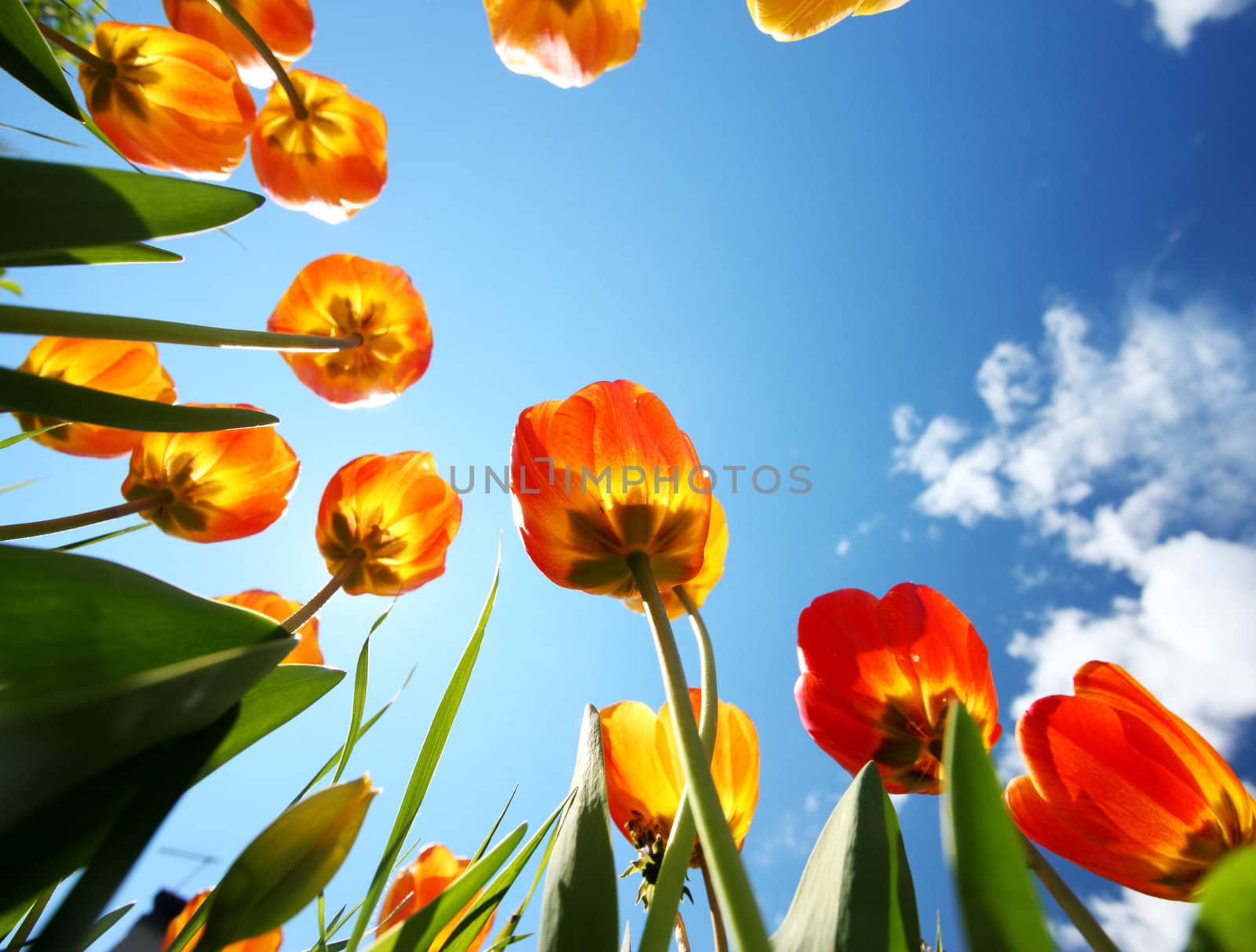 colorful tulips in the garden by stokkete