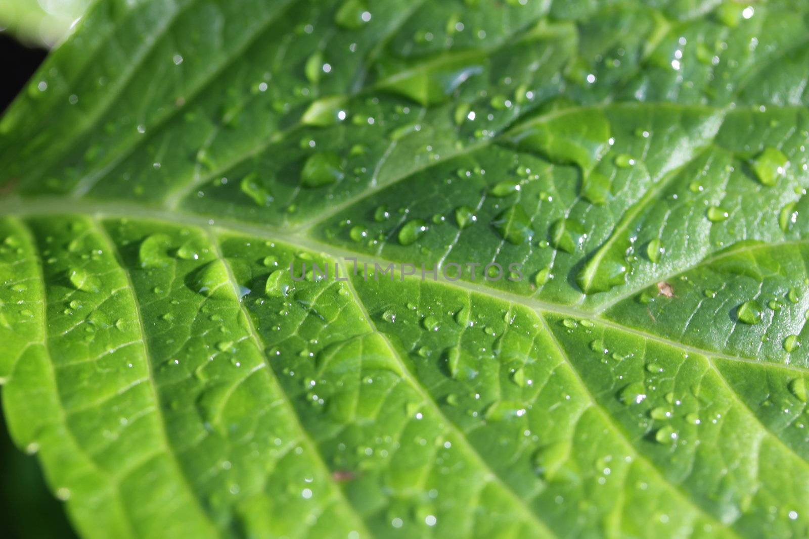 rain drops on green leafe by Teka77