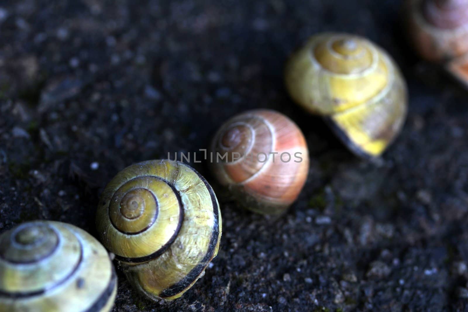 different snail houses
