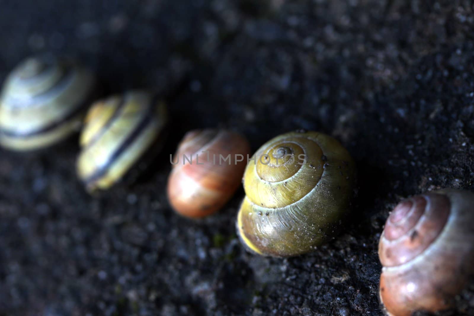 different snail houses