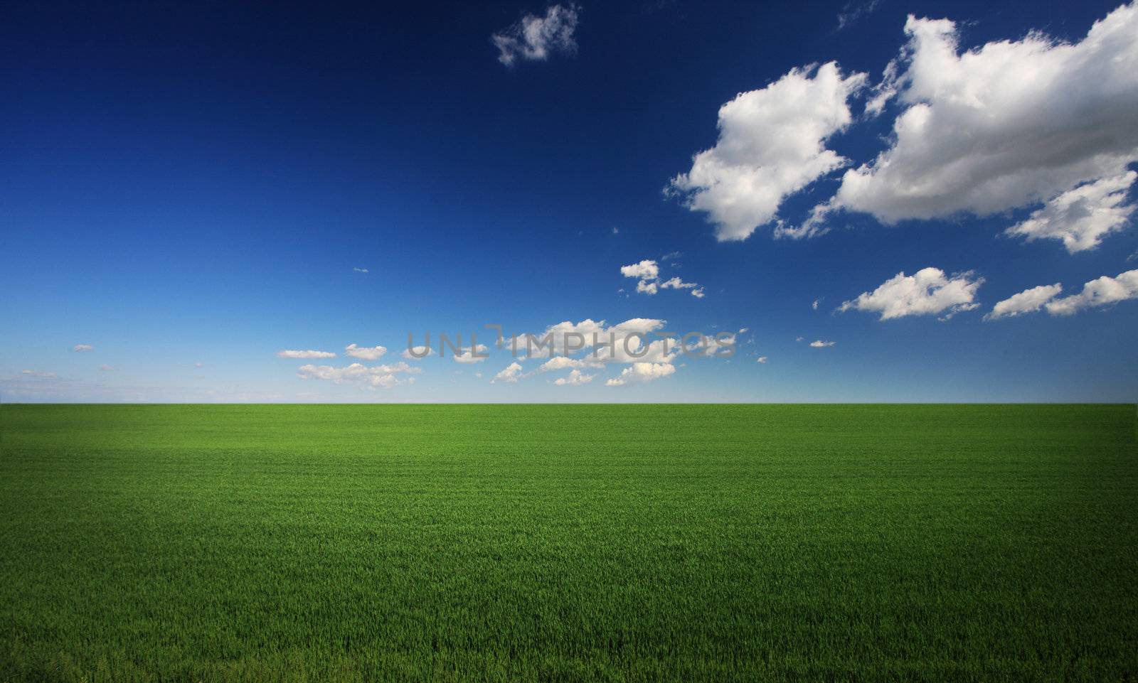 Lush green grass and a cool blue sky by stokkete