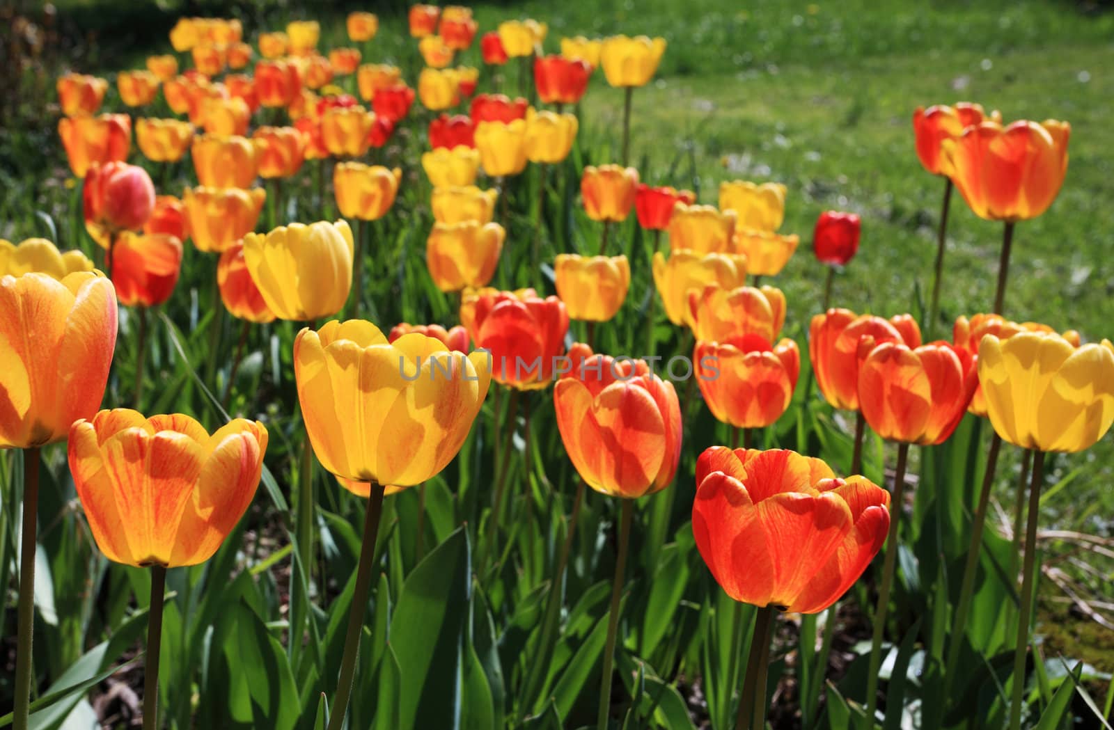 colorful tulips in the garden