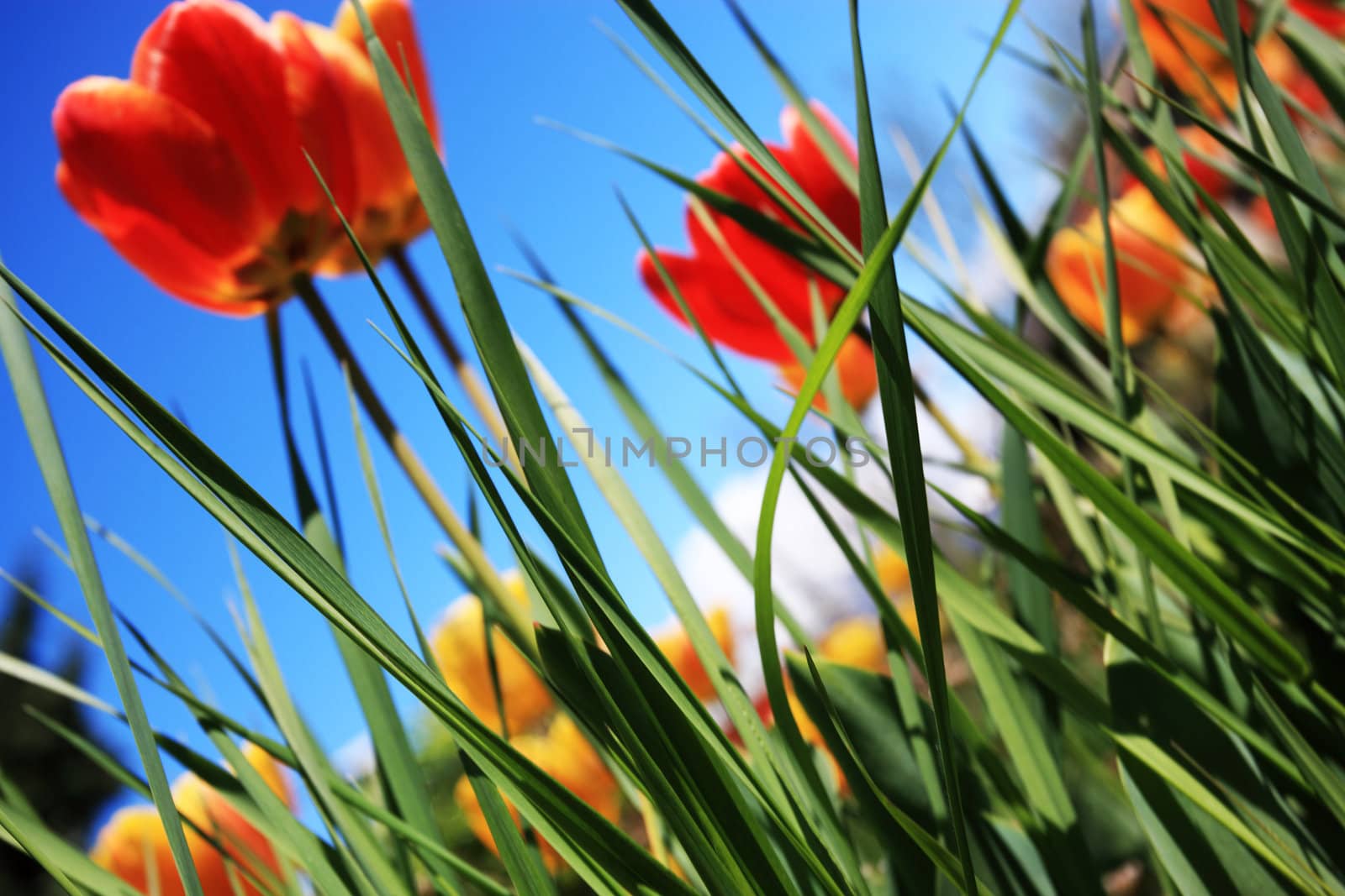 colorful tulips in the garden by stokkete