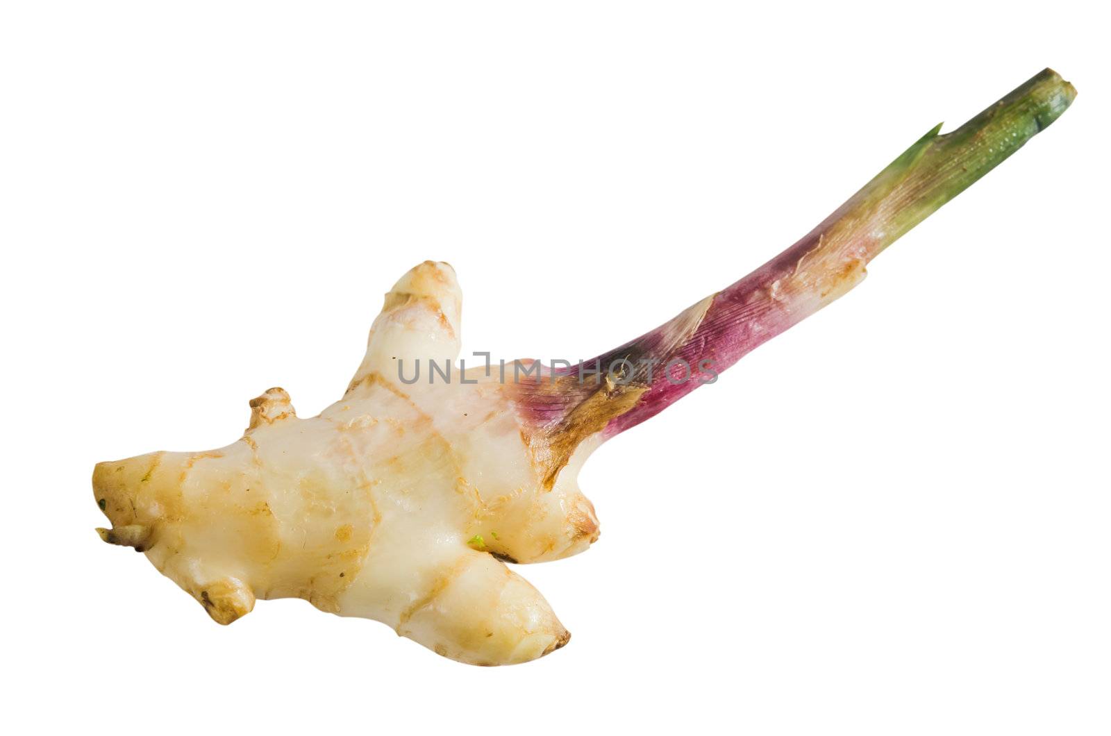  fresh ginger root on white background .
