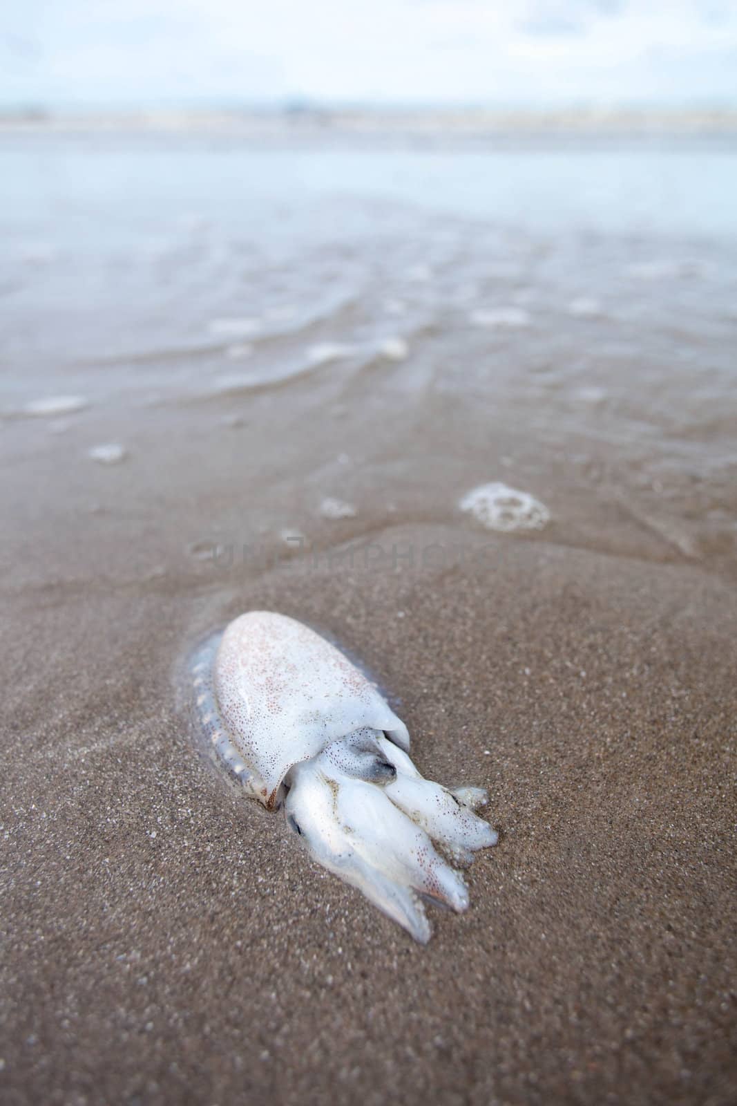 Squid is lying dead on the beach in the morning.