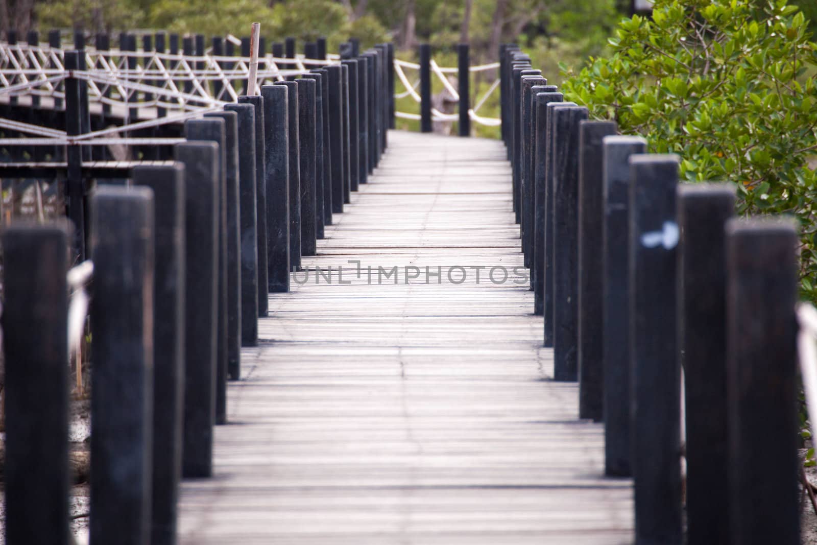 Bridge for the study of natural forest.